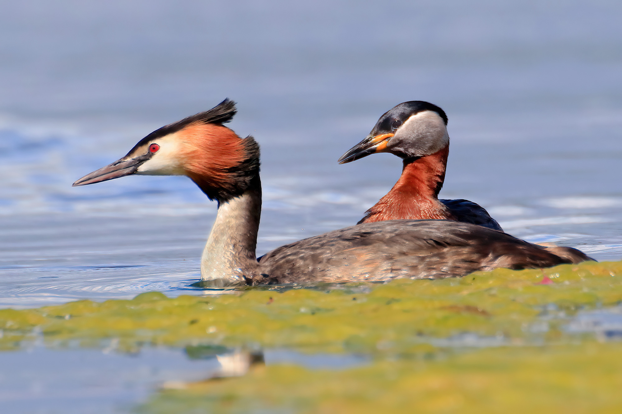 Great grebe and redneck...