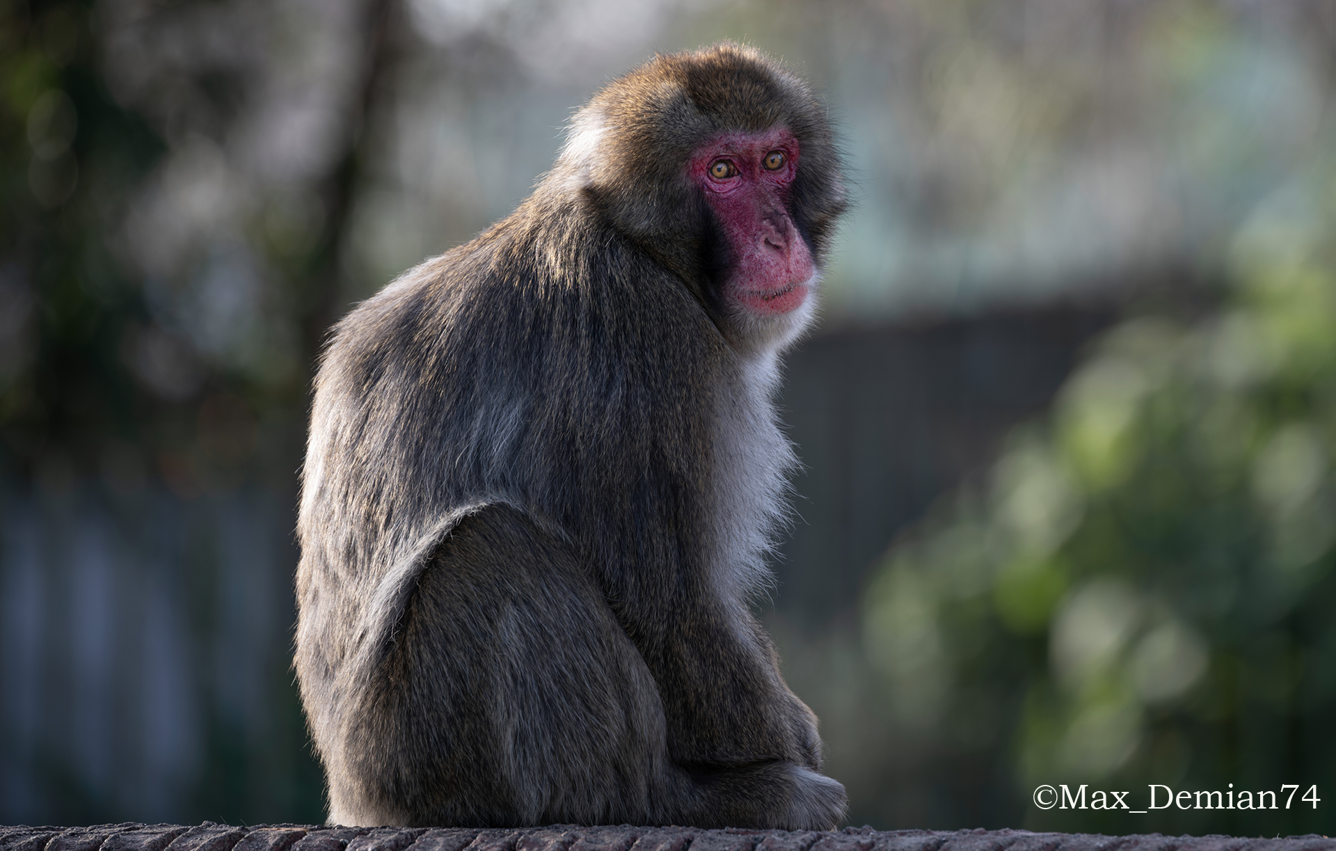 Japan macaque...