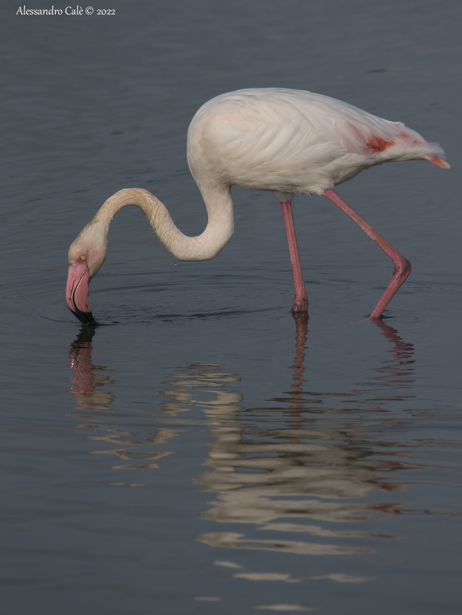 Phoenicopterus roseus (Pink flamingo) 0509...