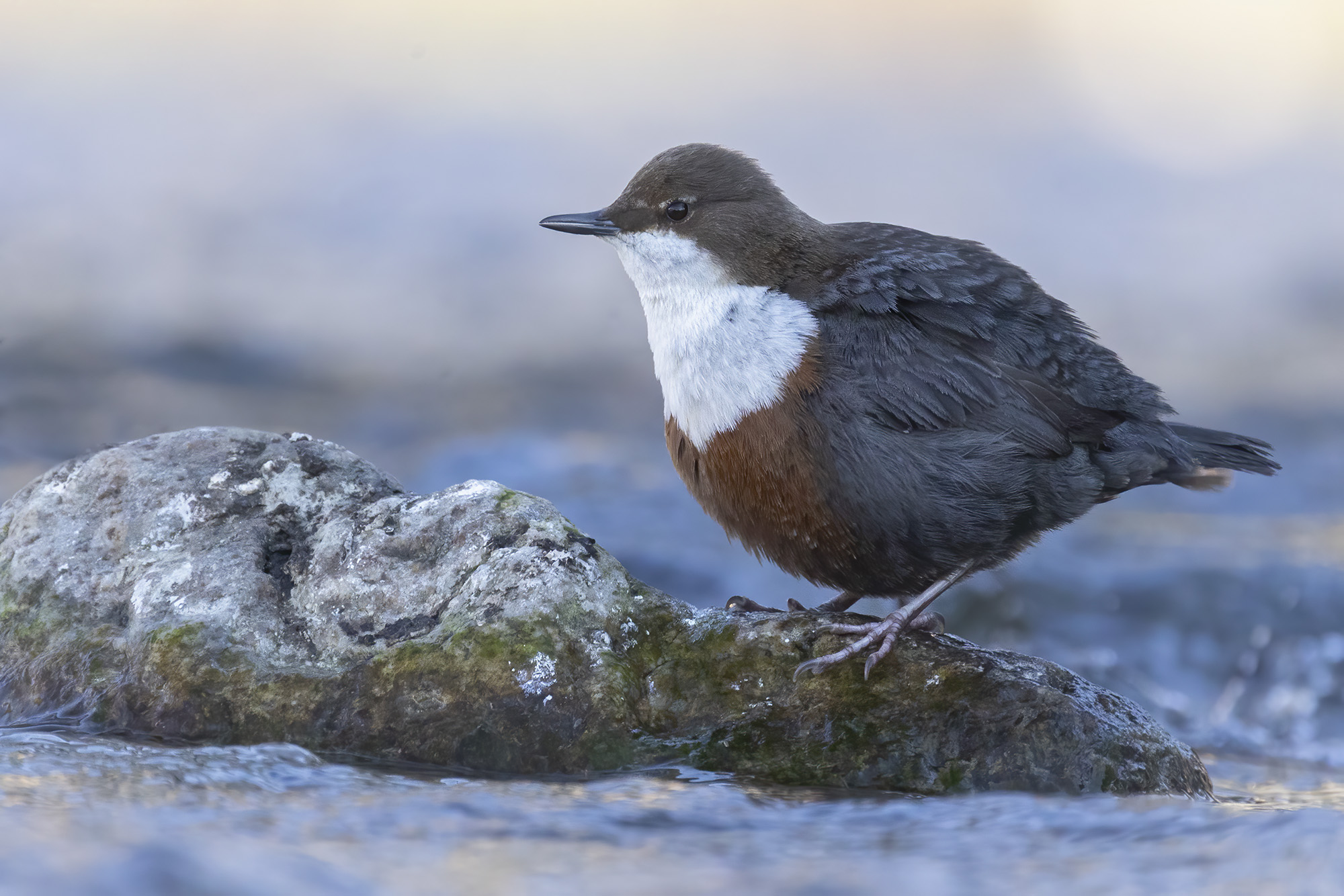 swell feathers, dipper...