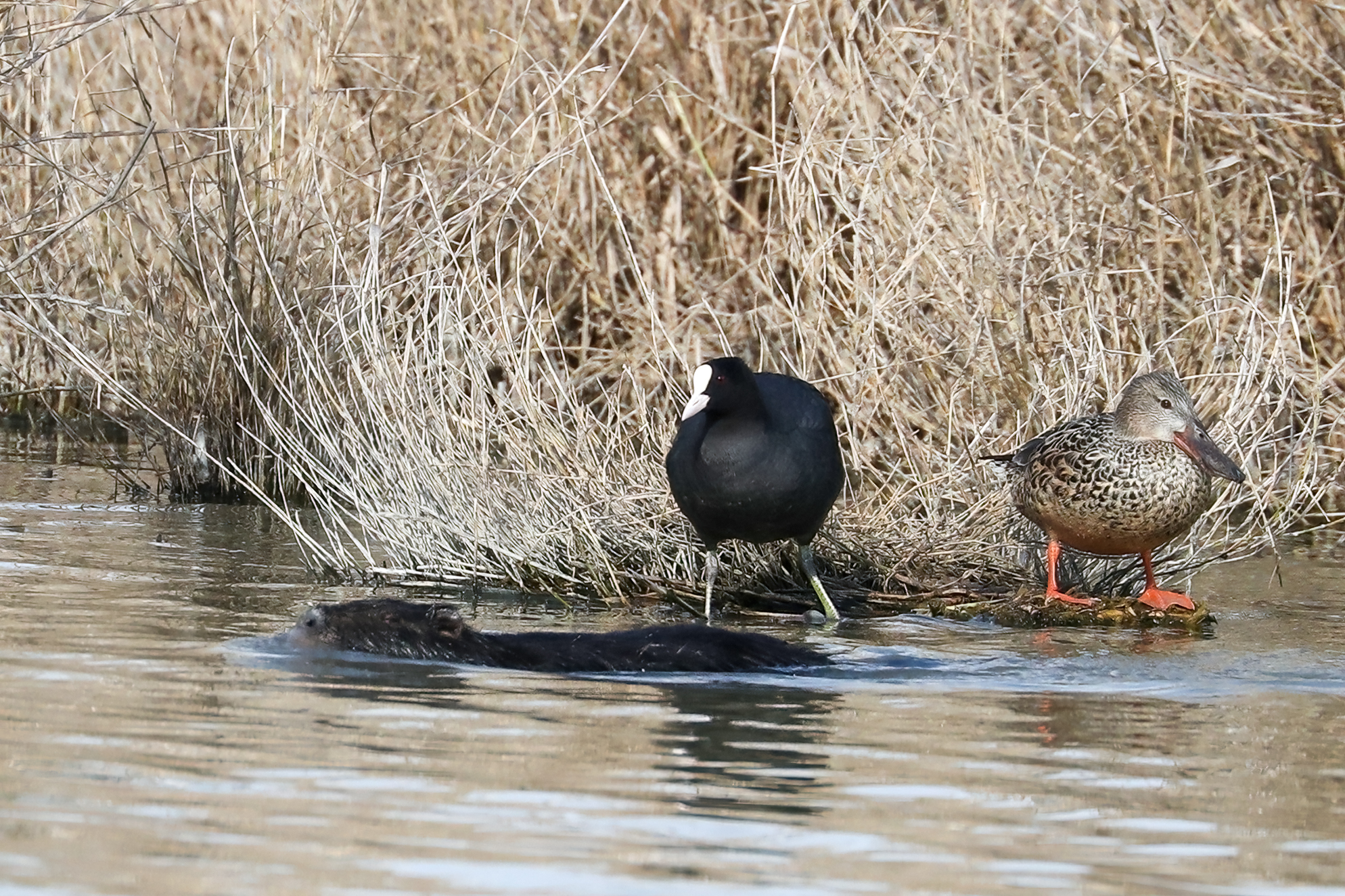 On the bank of the river .. Nutria coot shoveler ...