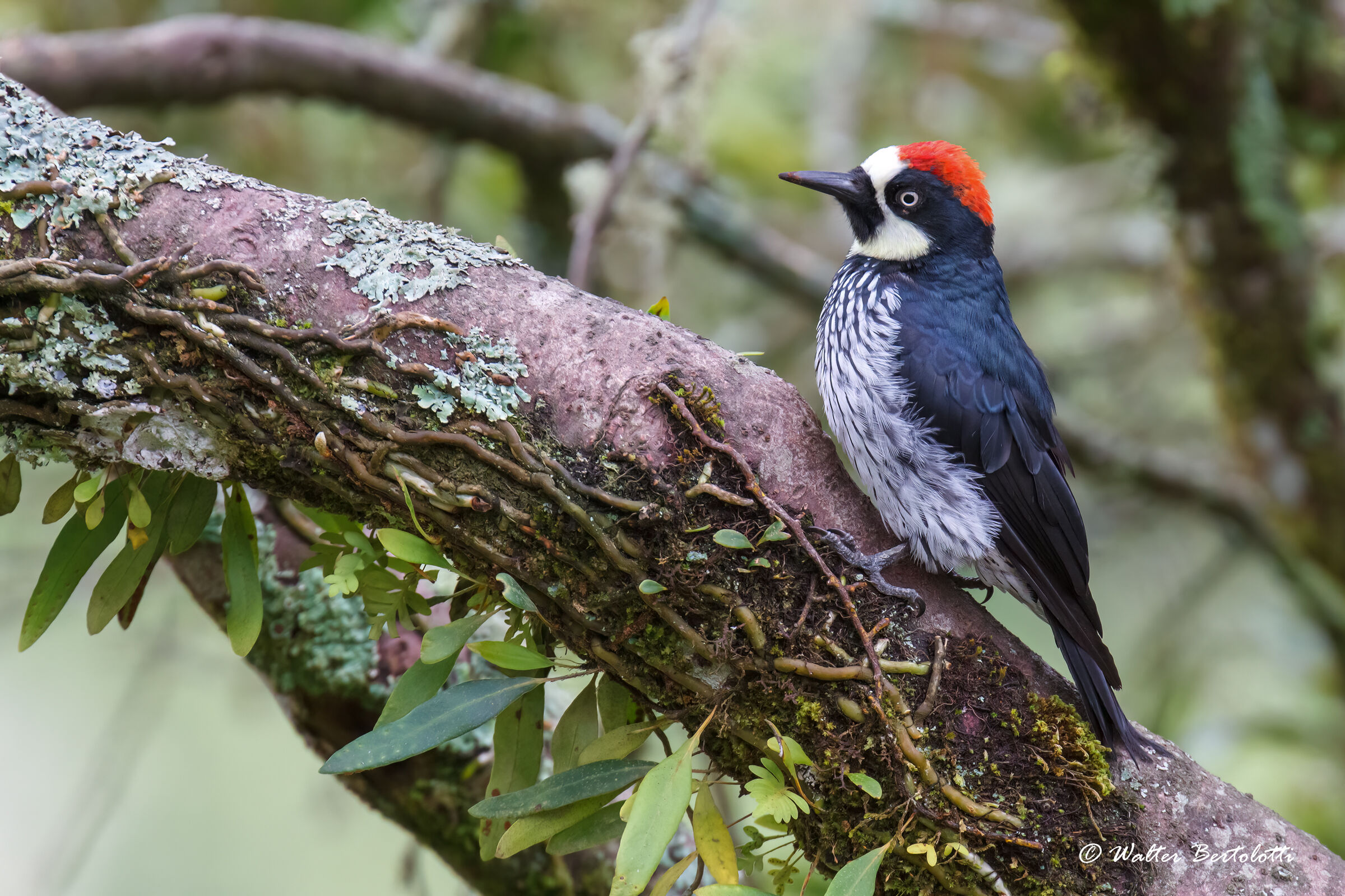 Acorn woodpecker...