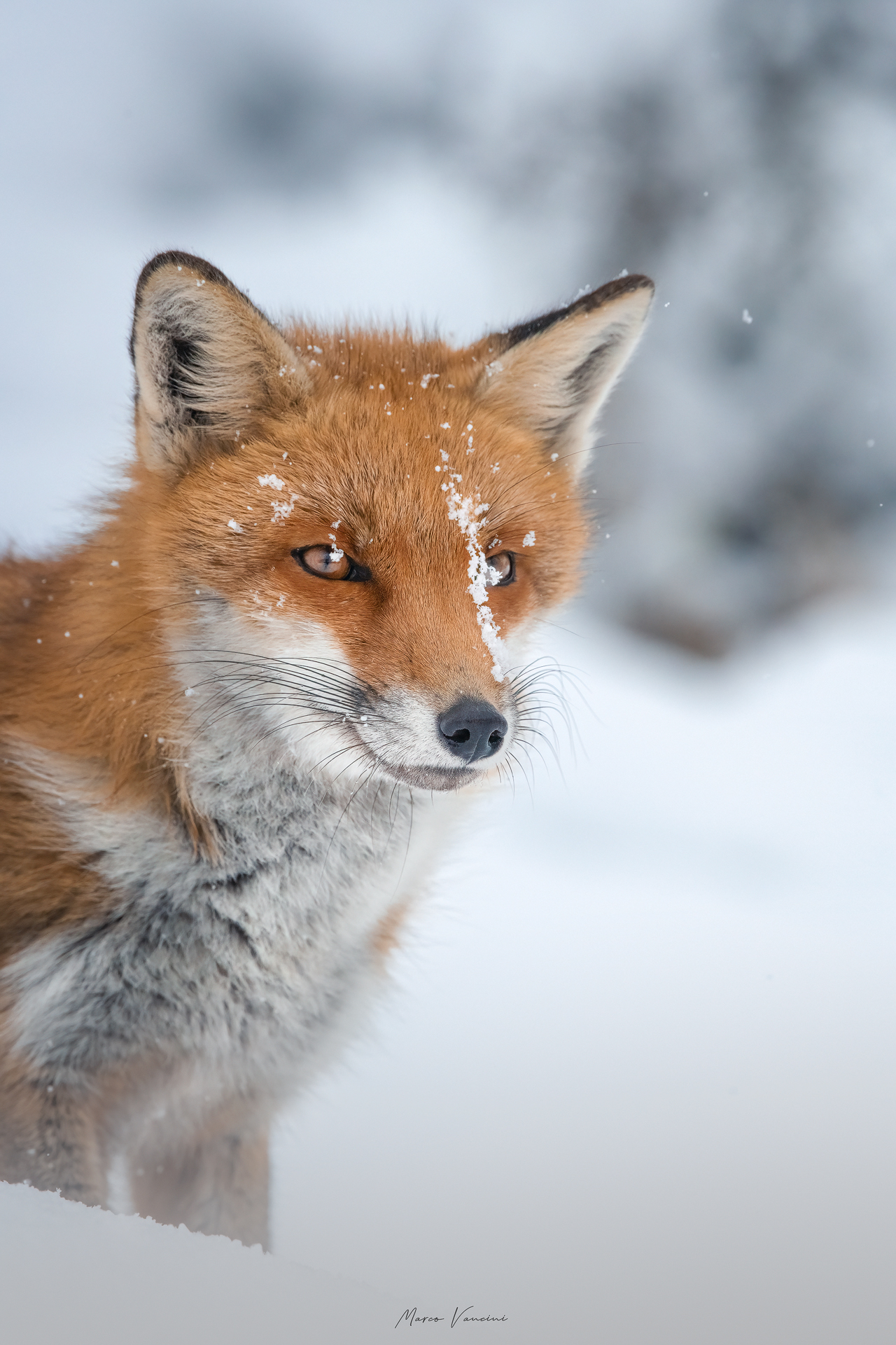 Portrait of the fox ...