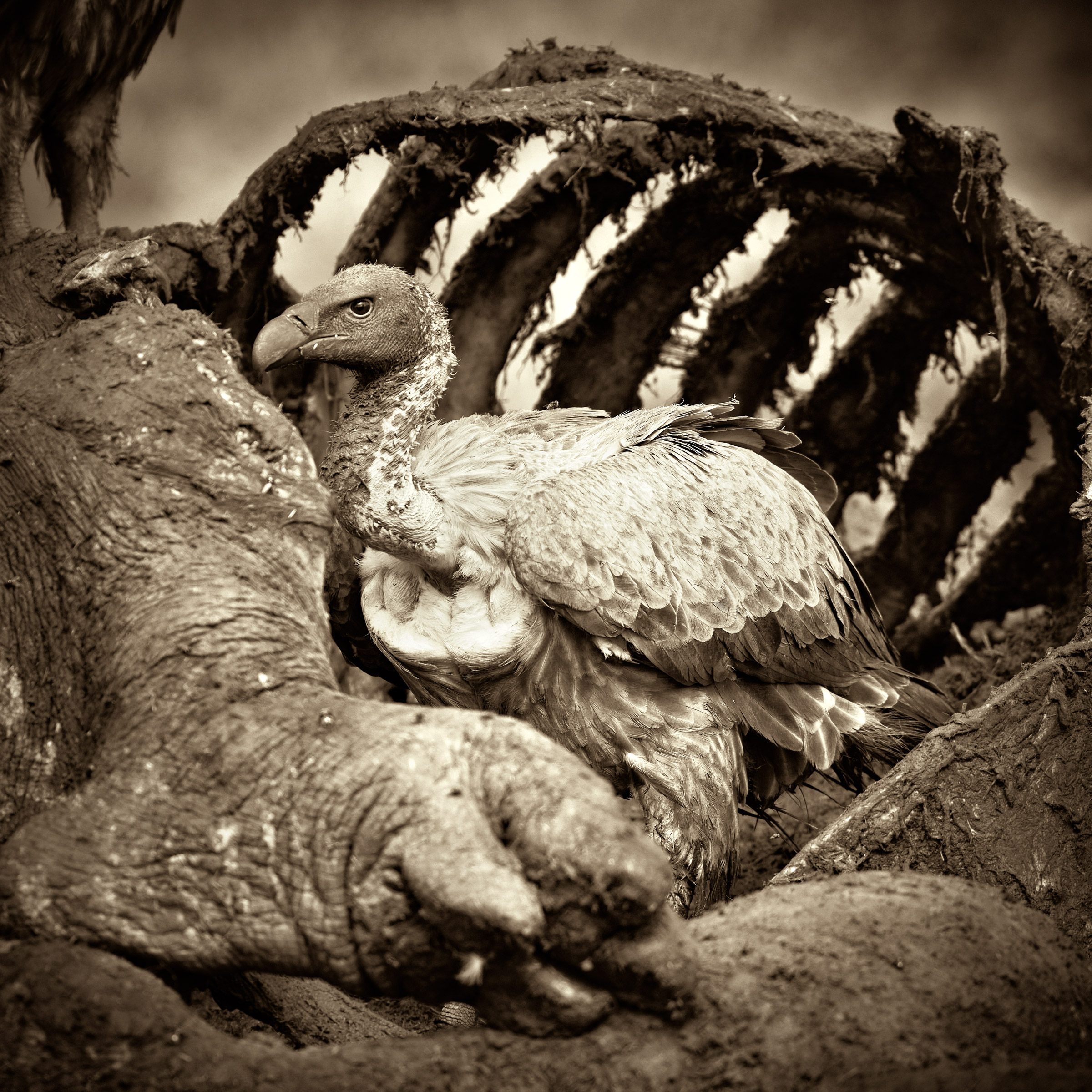 Avvoltoio e carcassa di Ippopotamo...
