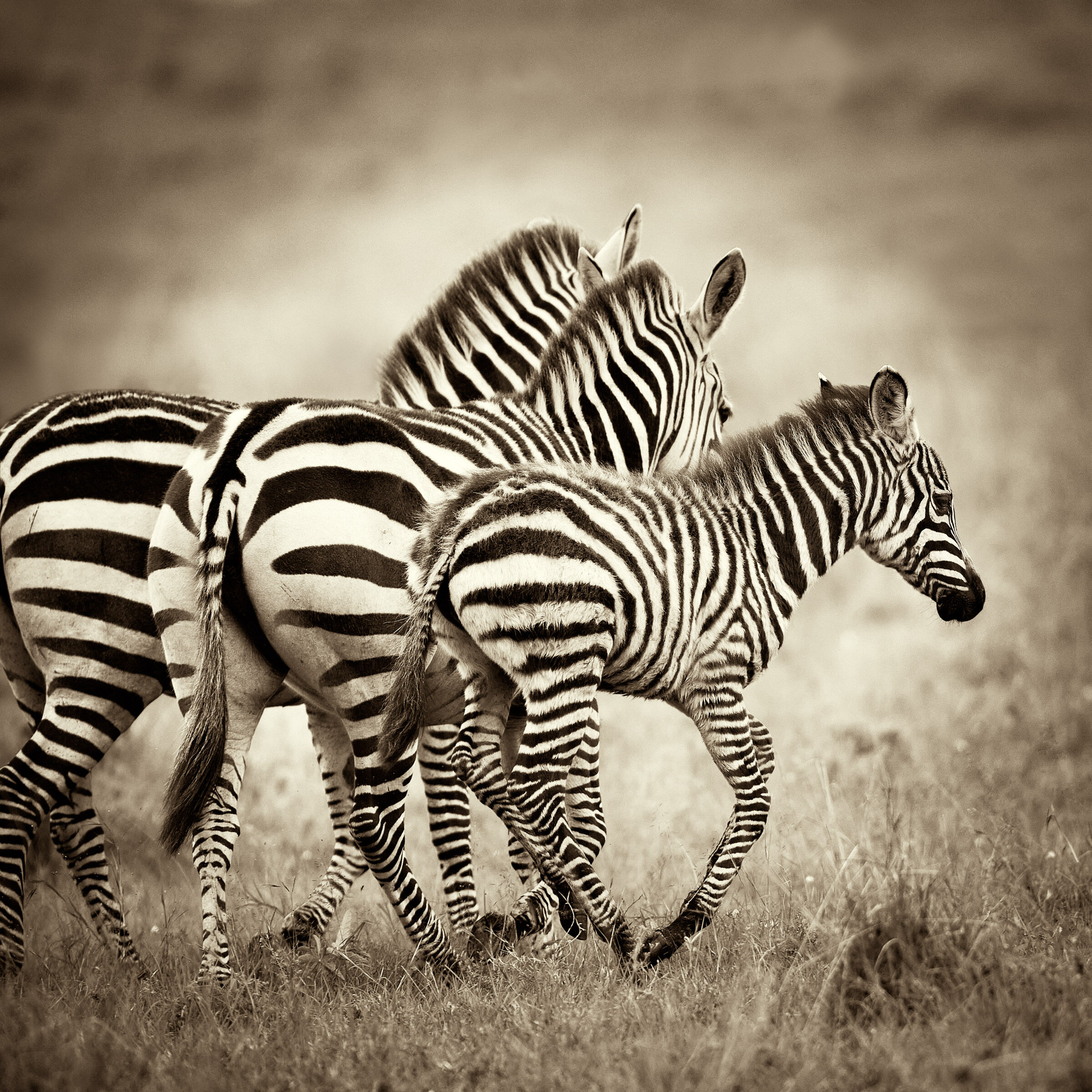 Trio di zebre...