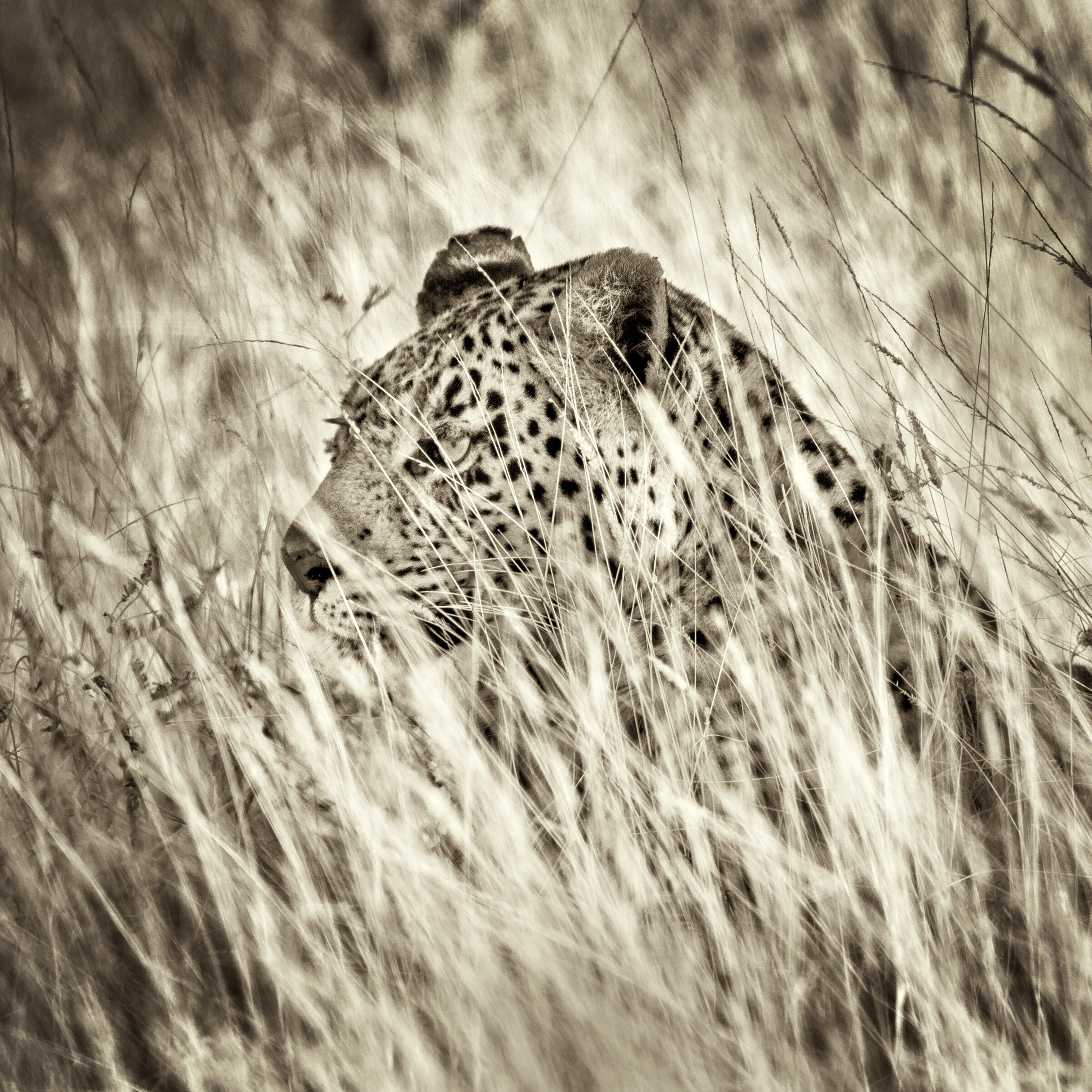 Leopard...
