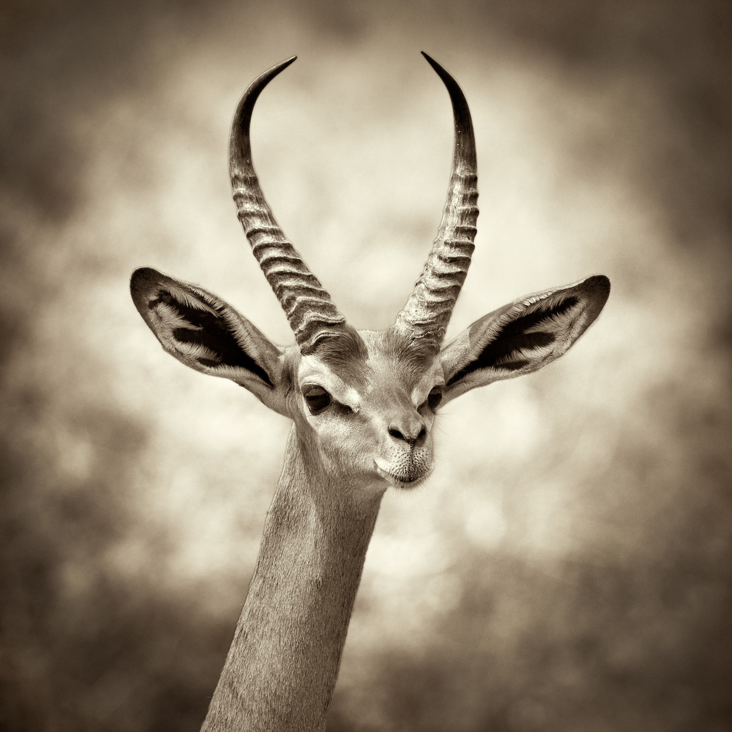 Antilope giraffa...