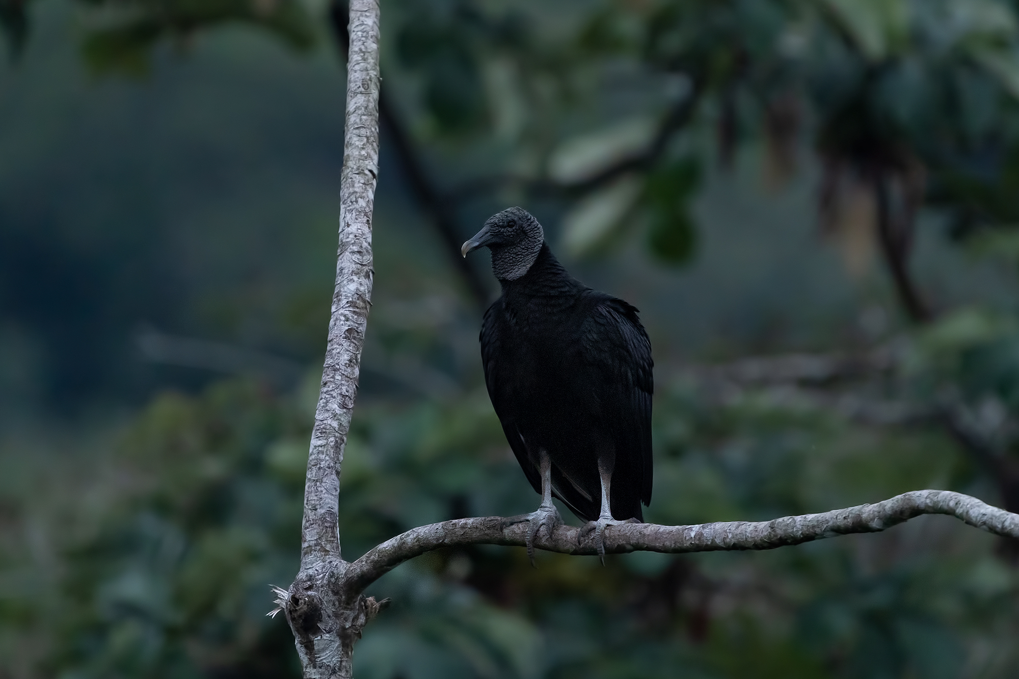 Avvoltoio nero...