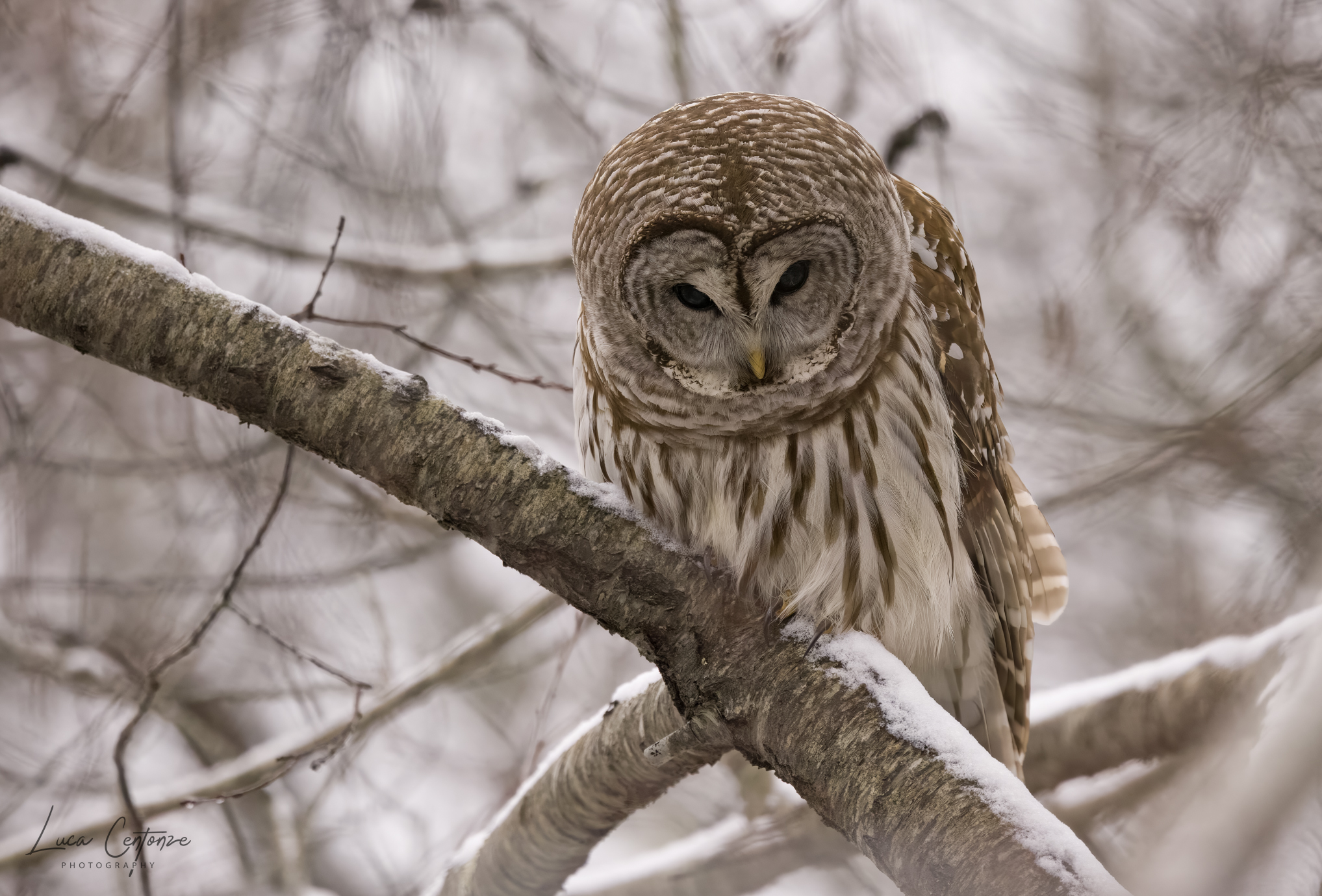 Allocco Barrato (Strix Varia) Barred Owl ...