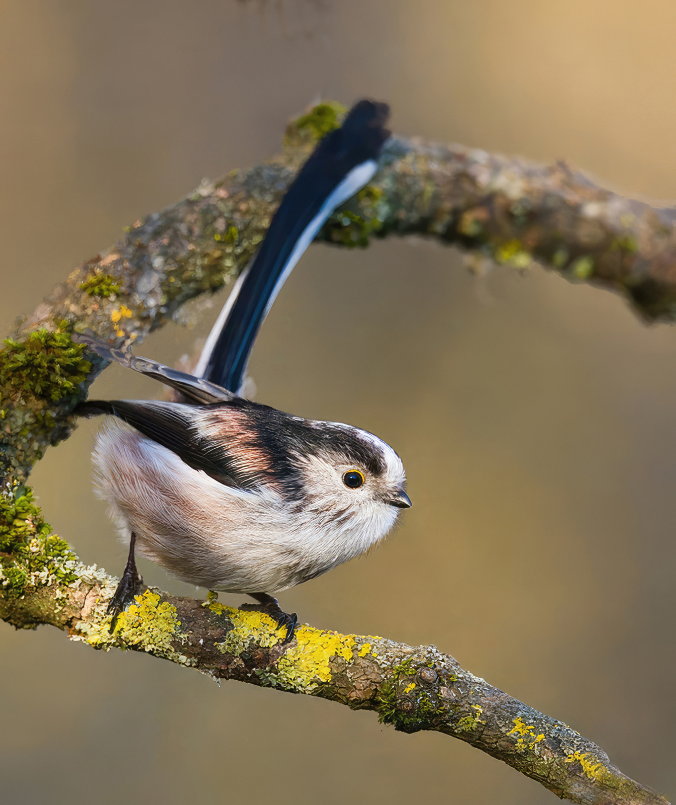 Long Tailed Tit...