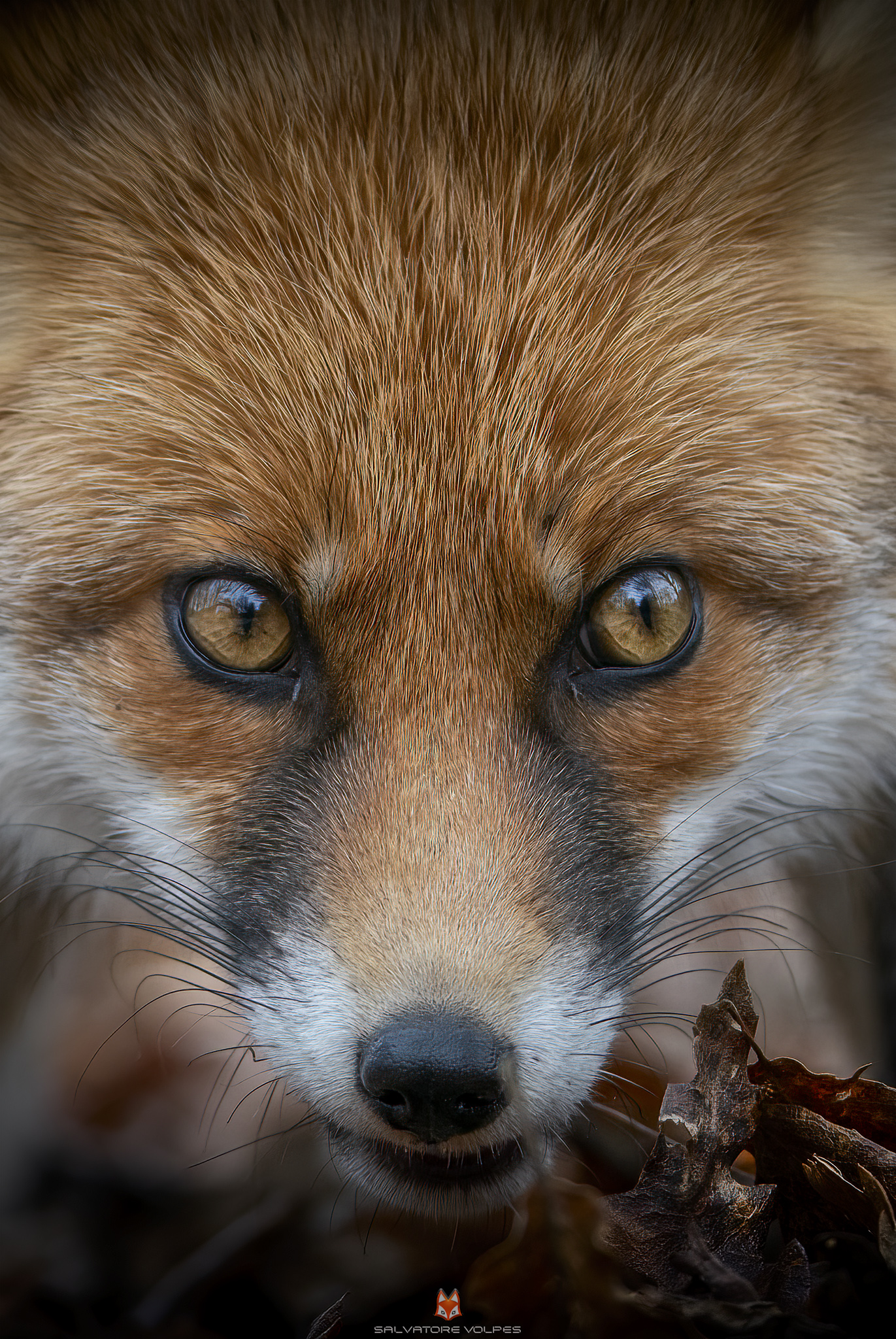 Portrait of Fox...
