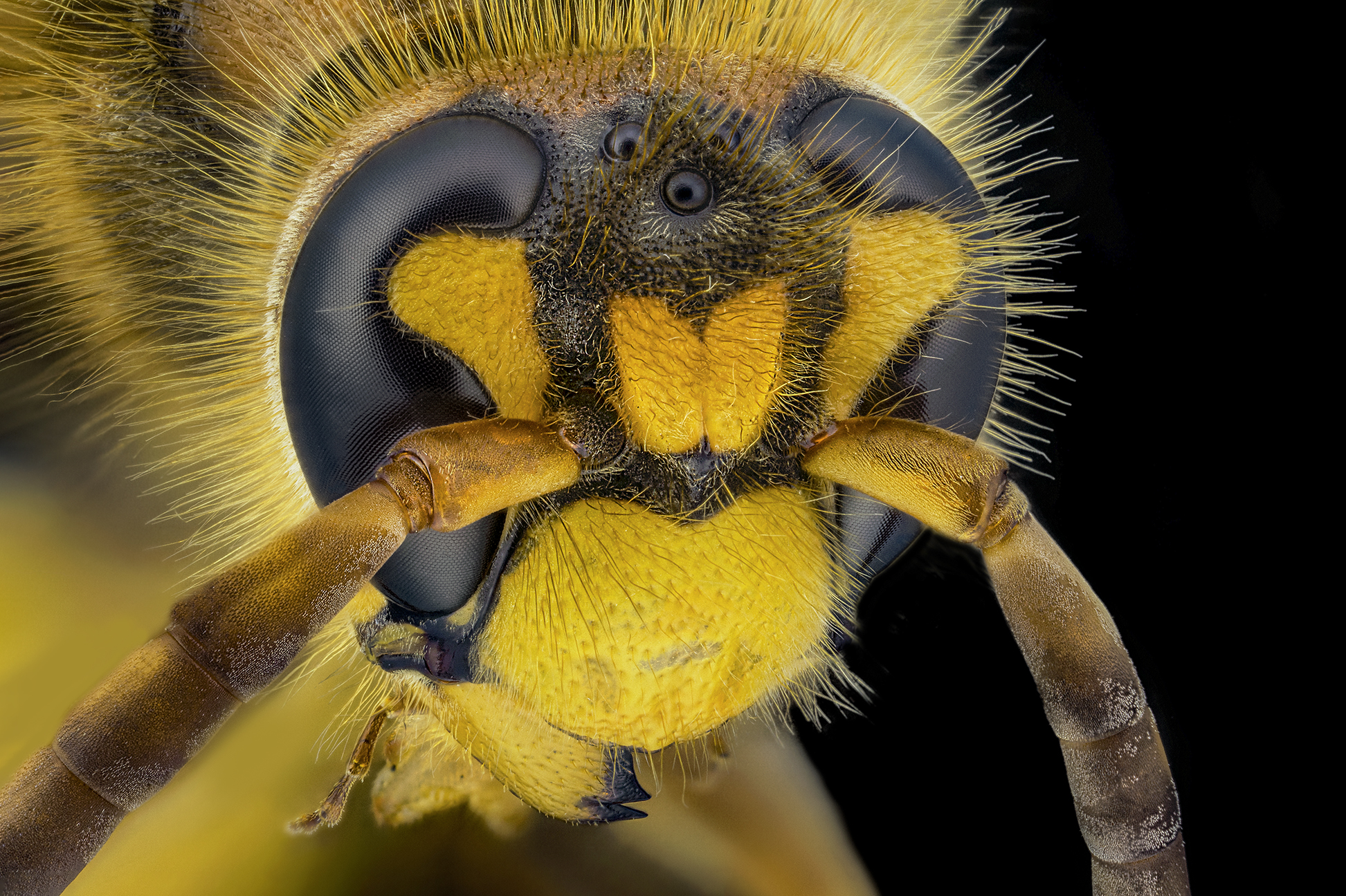 Male crabar wasp...