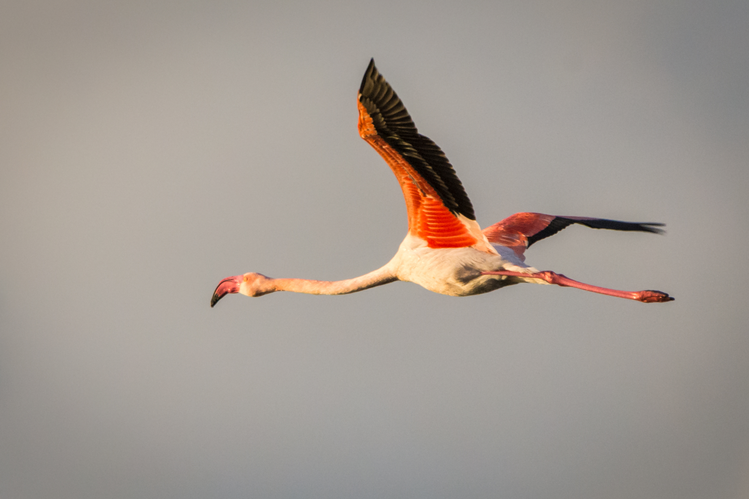 Flamingo in flight ...