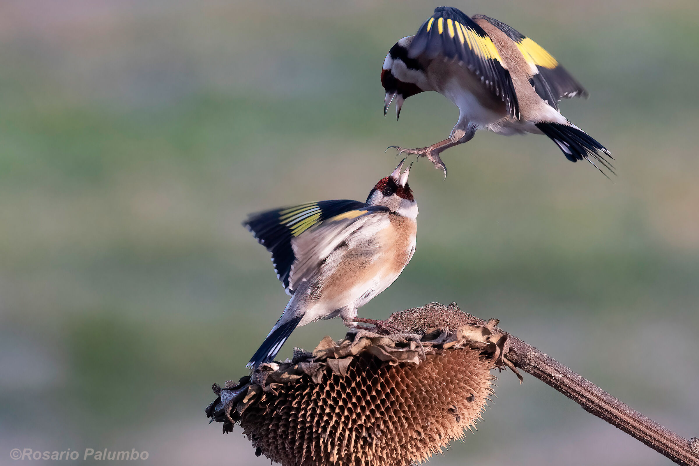 Goldfinches...