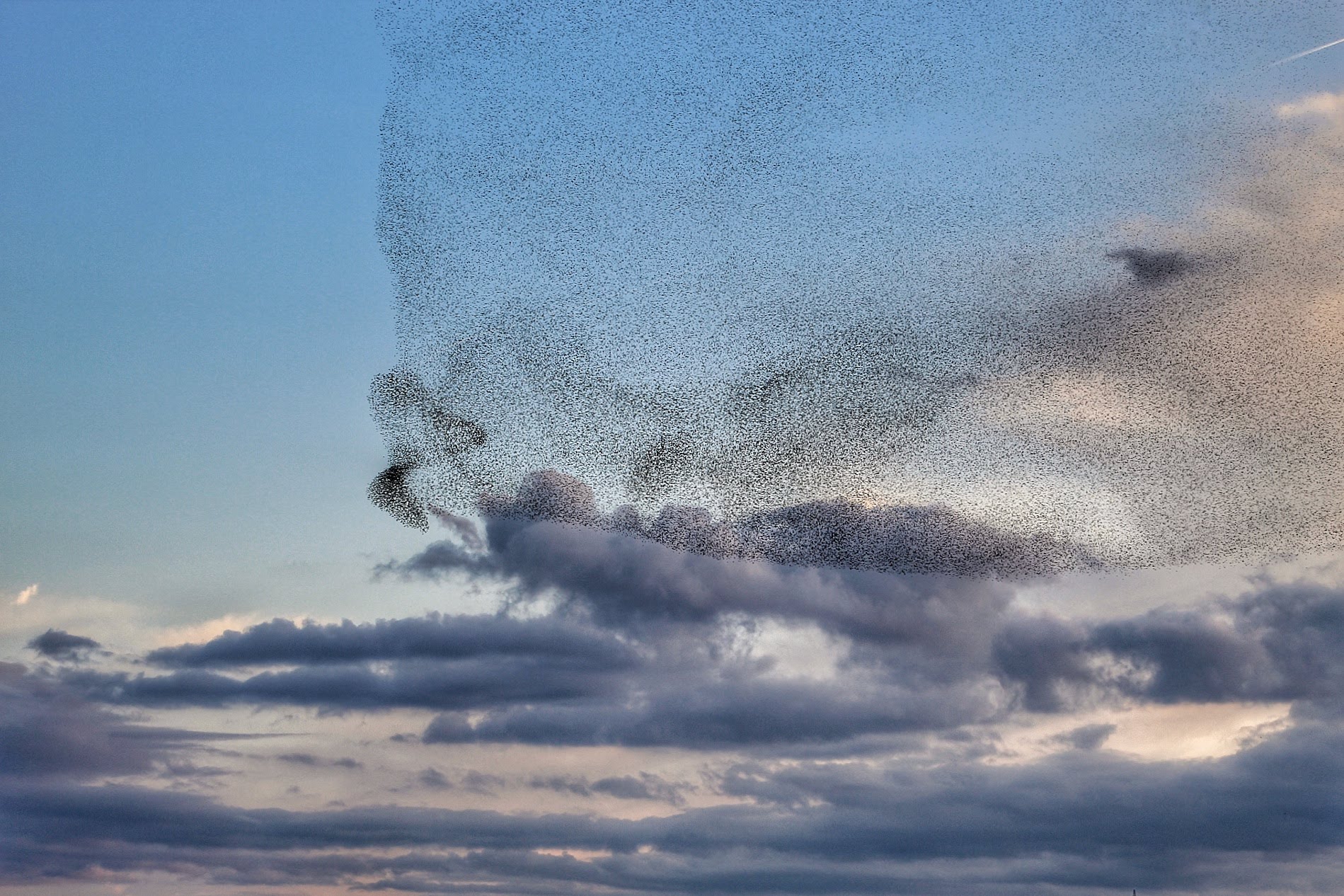Starlings and clouds...