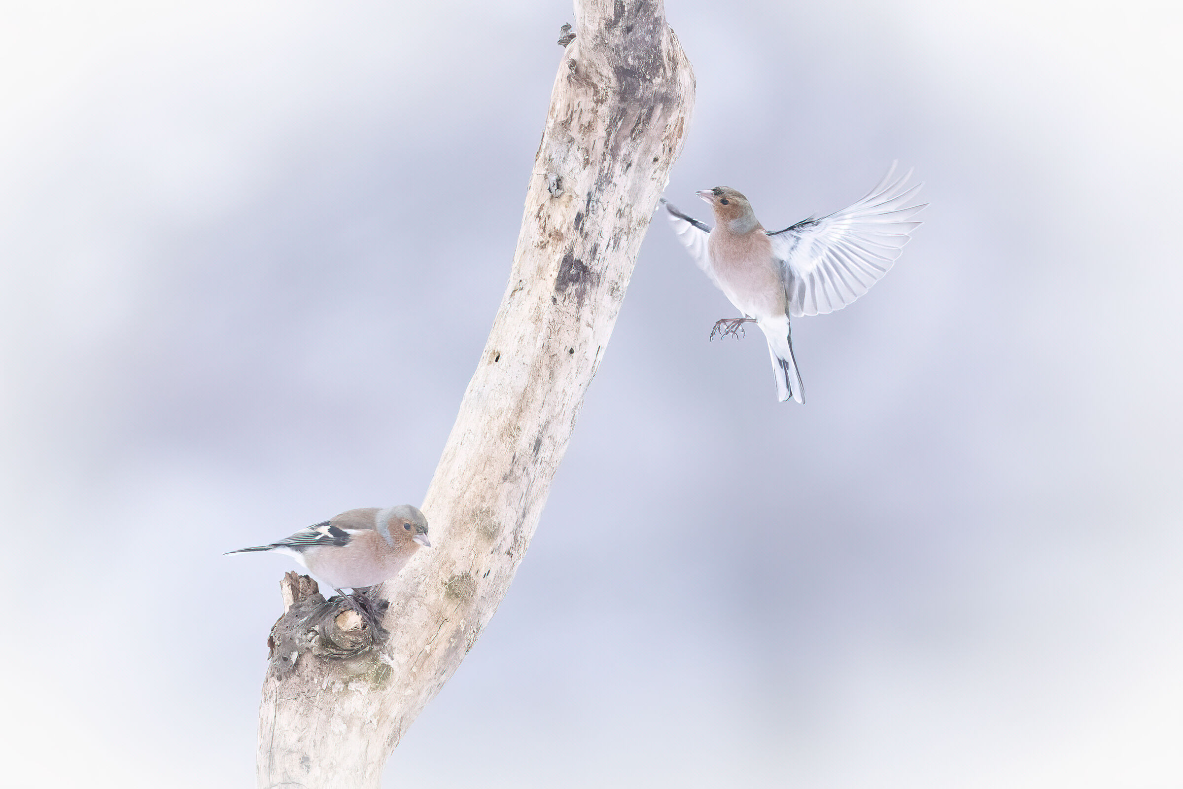 Finches between snow and fog...