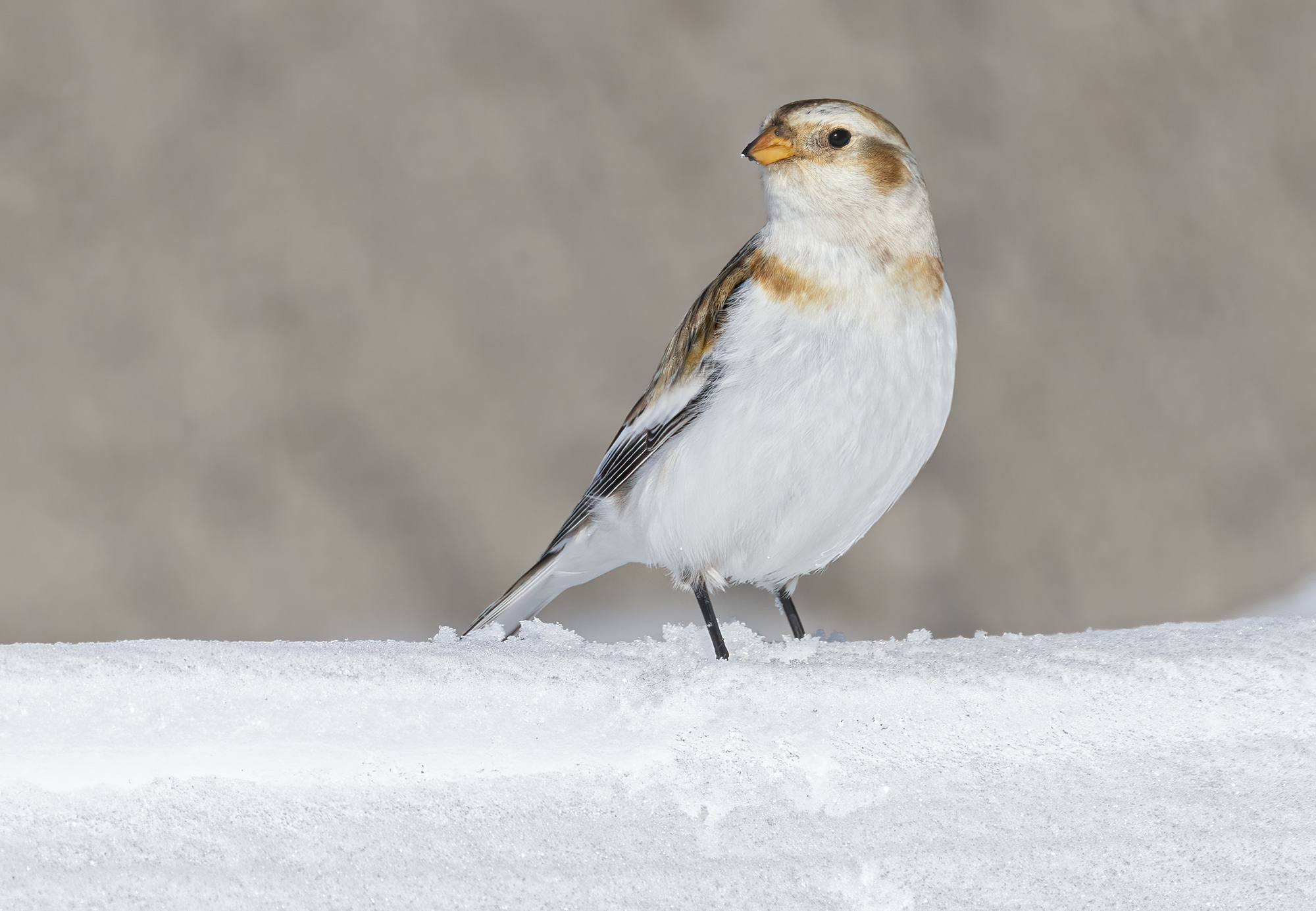 in name and in fact, snow bunting...