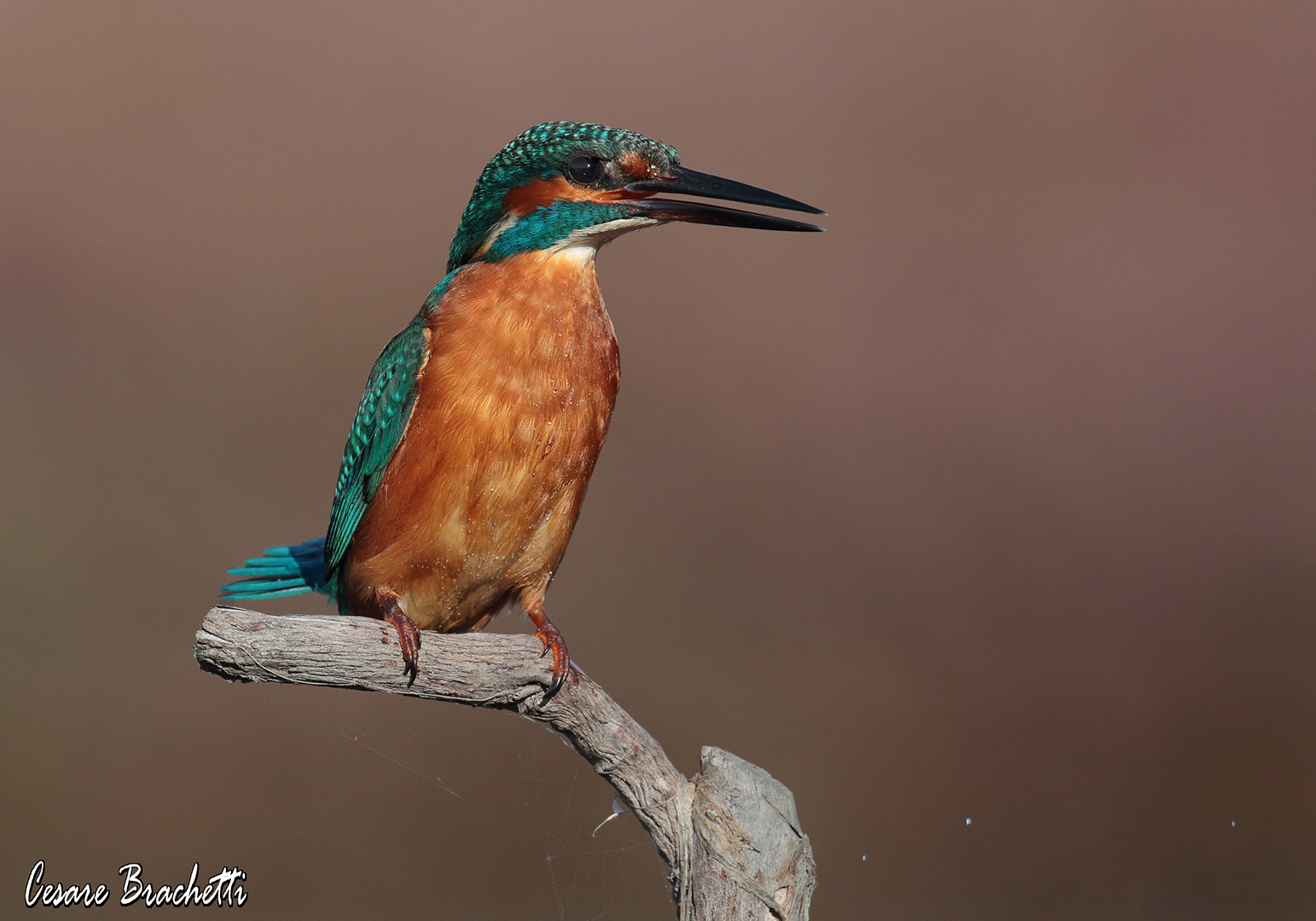 Kingfisher, late in the evening....