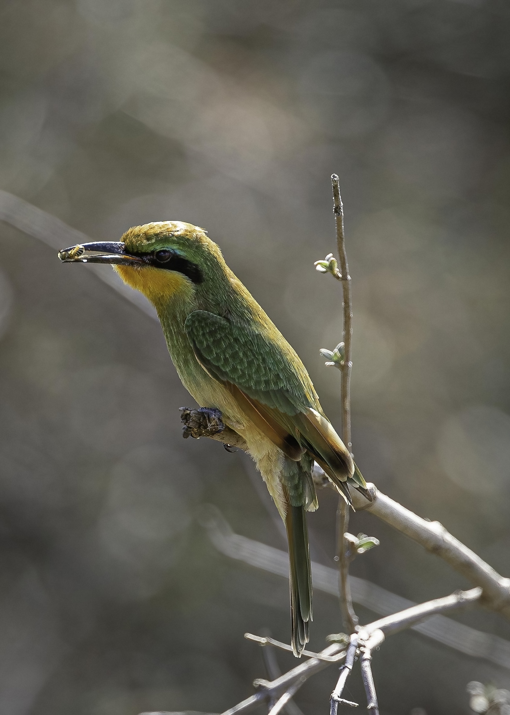 Little bee-eater (Merops pusillus)...