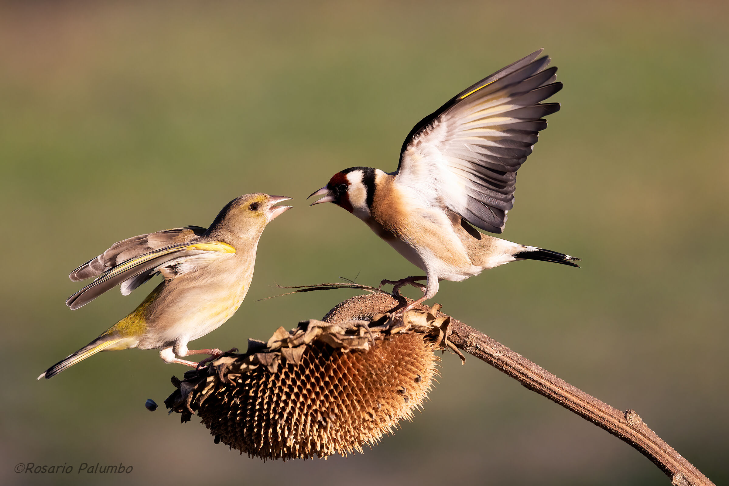 Greenfinch vs Goldfinch...