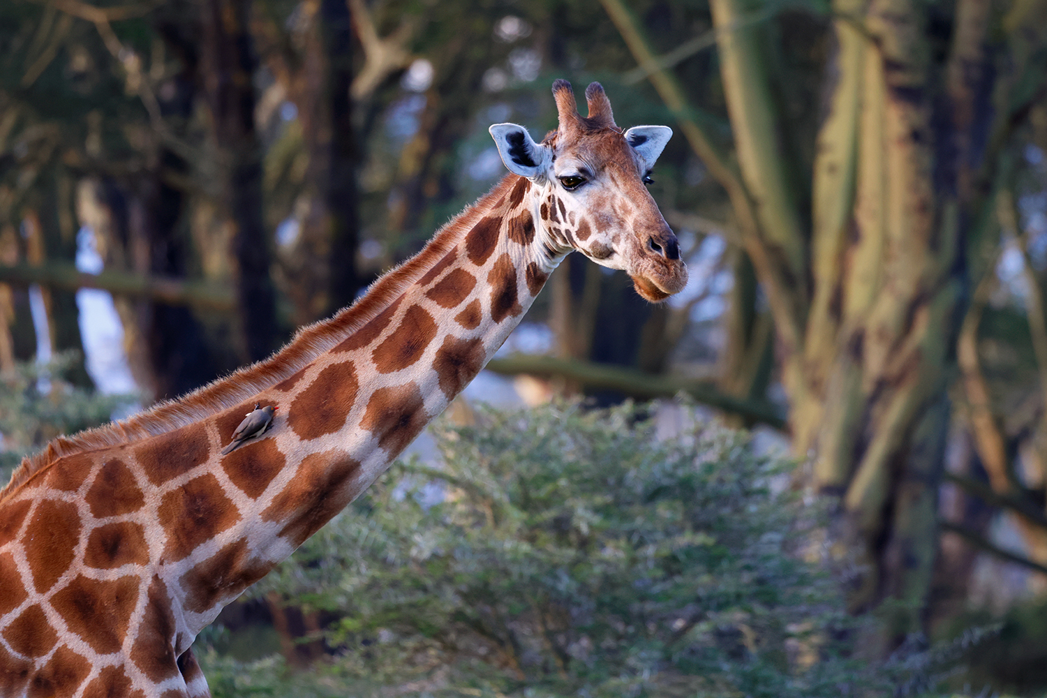 Rothschild giraffe...