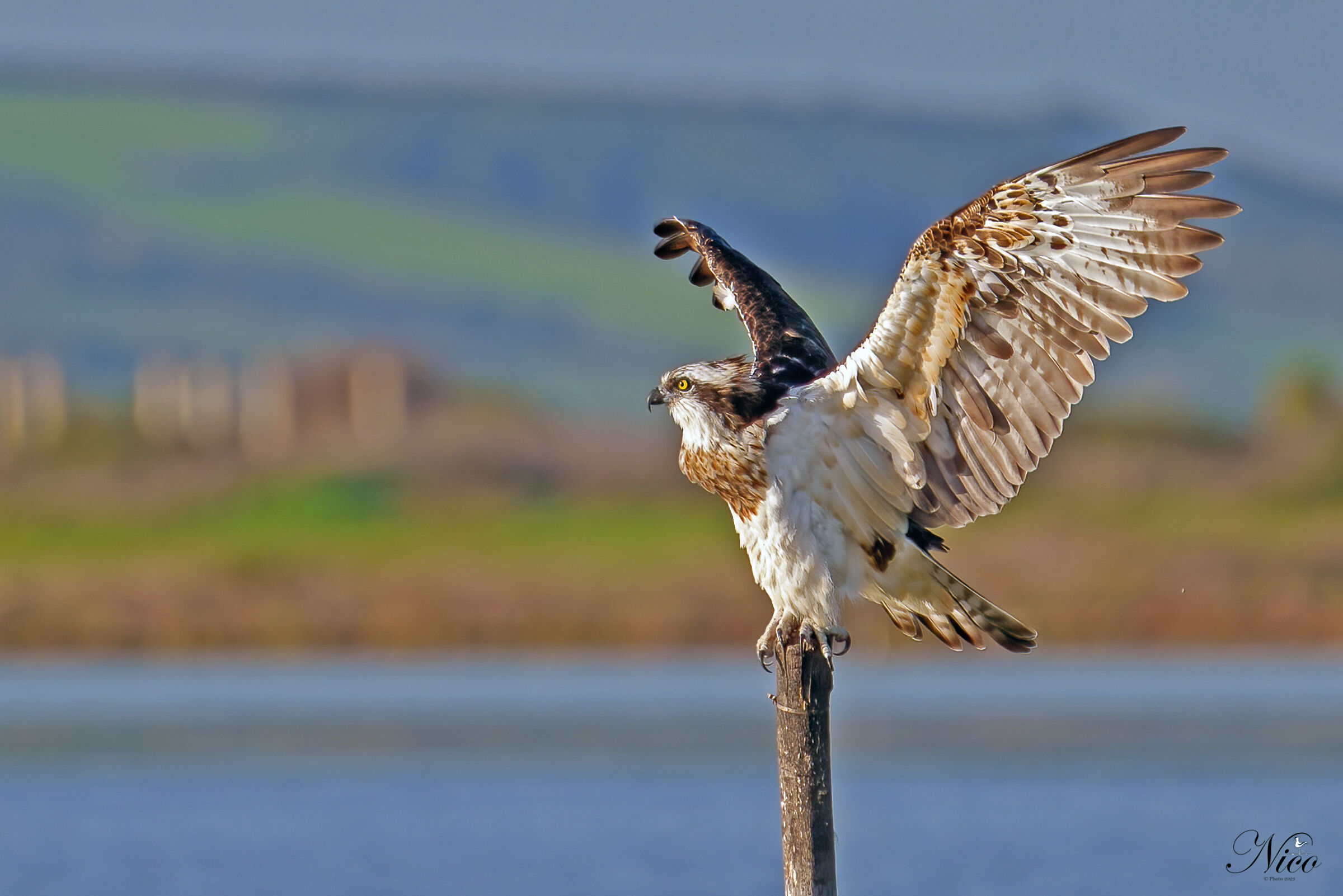 Osprey in his poses...
