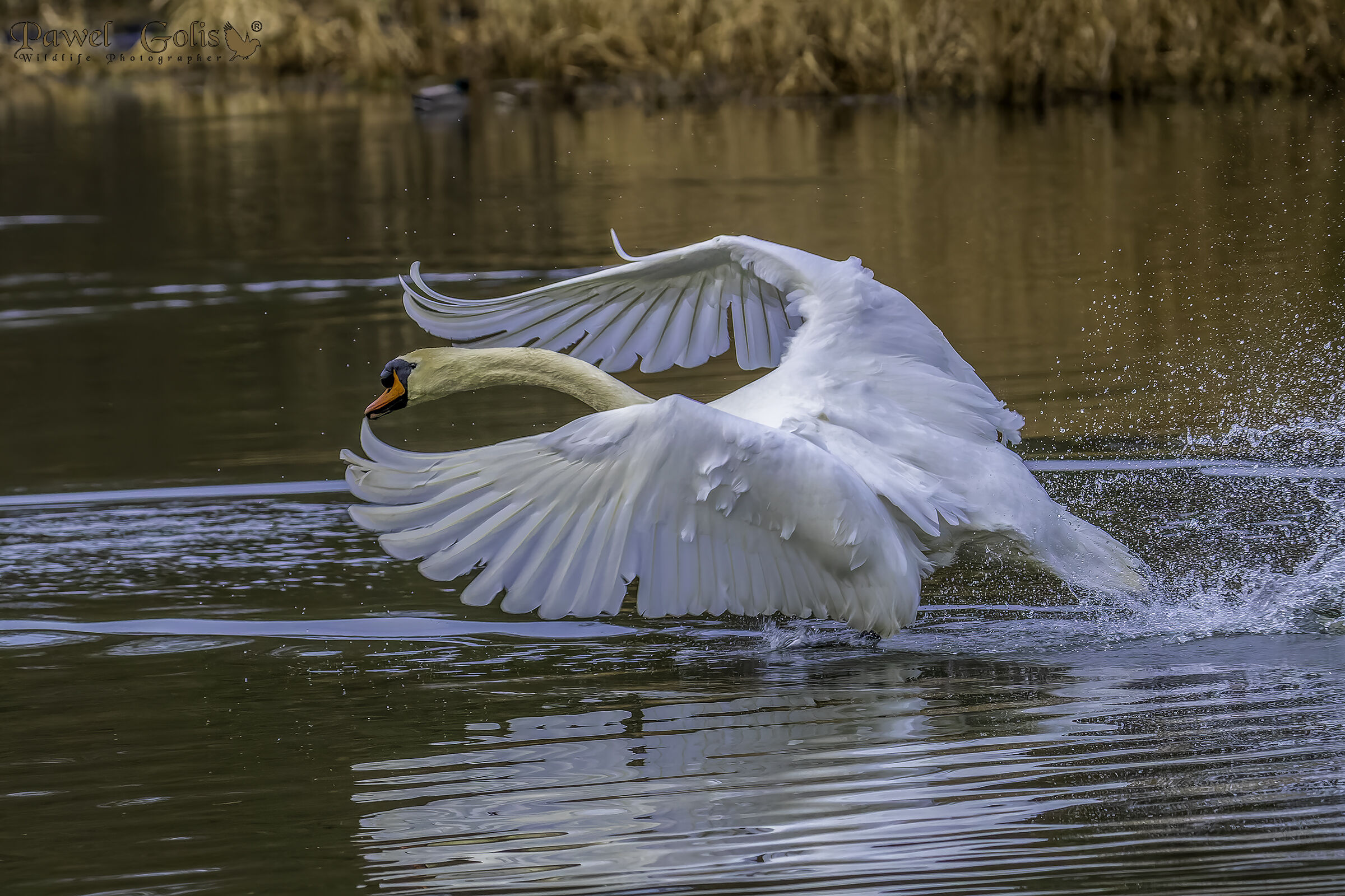 Mute swan (Cygnus olor)...