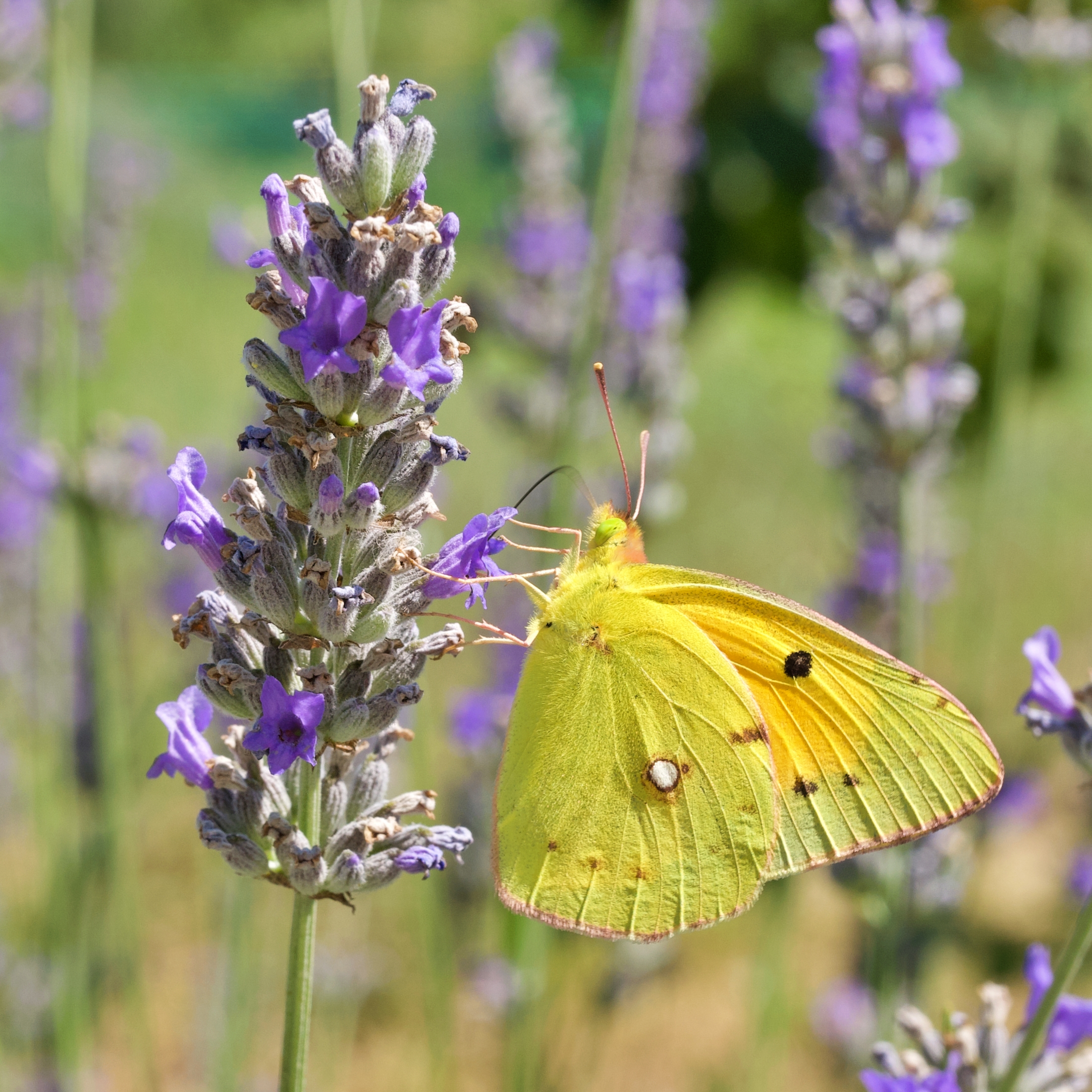 Colias and lavender...