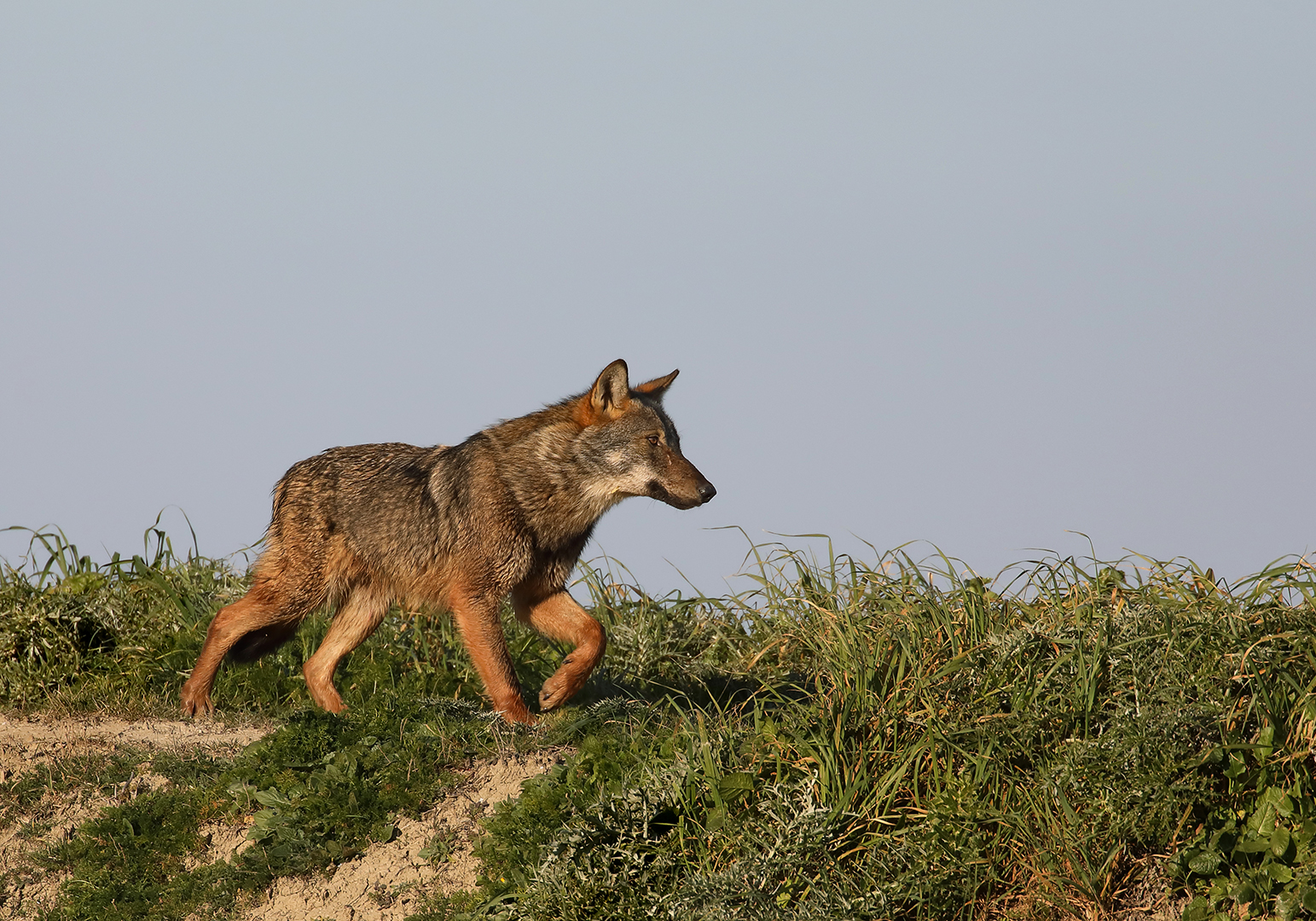 Wolf of the Maremma Park....