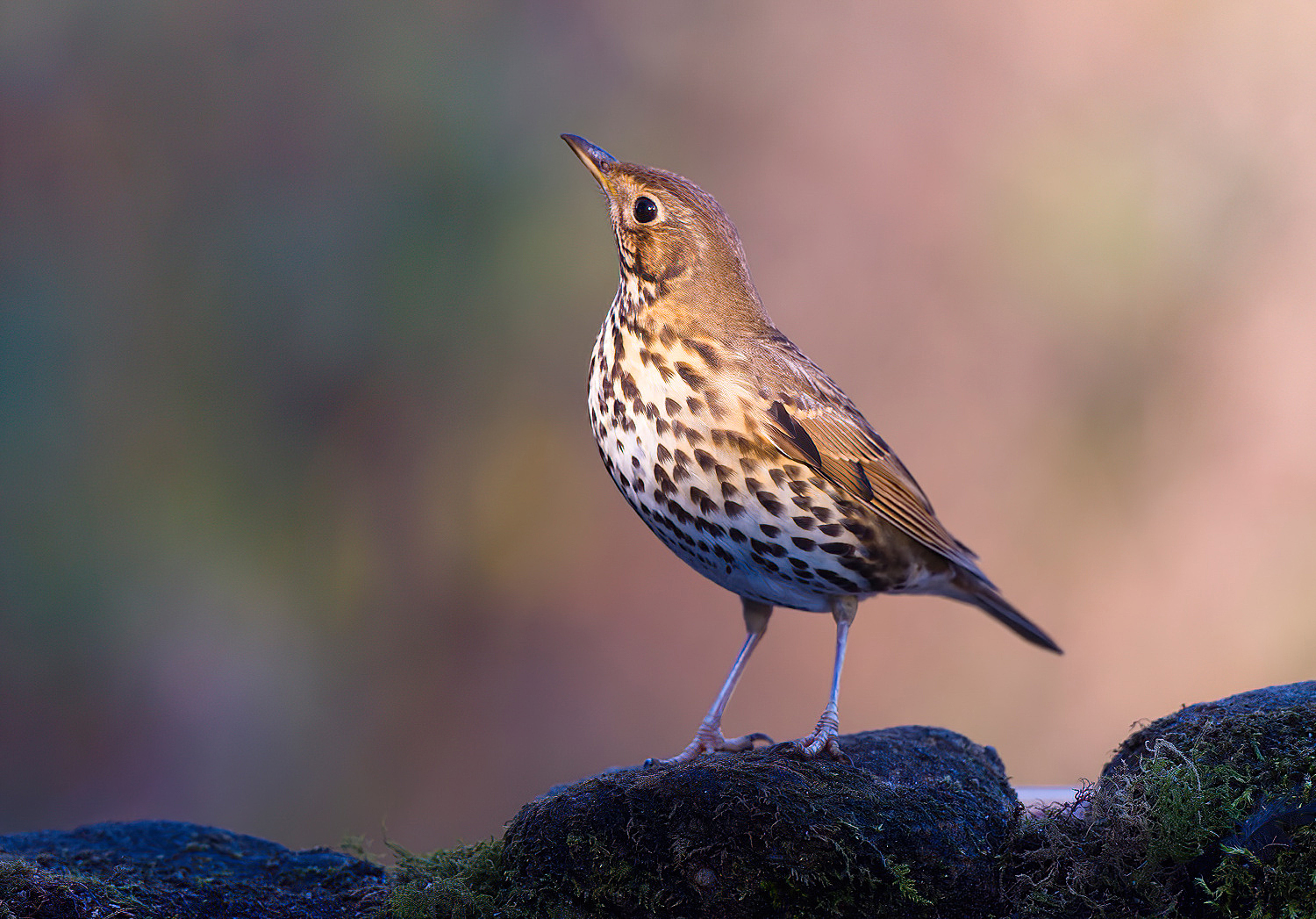 The proud Song Thrush...