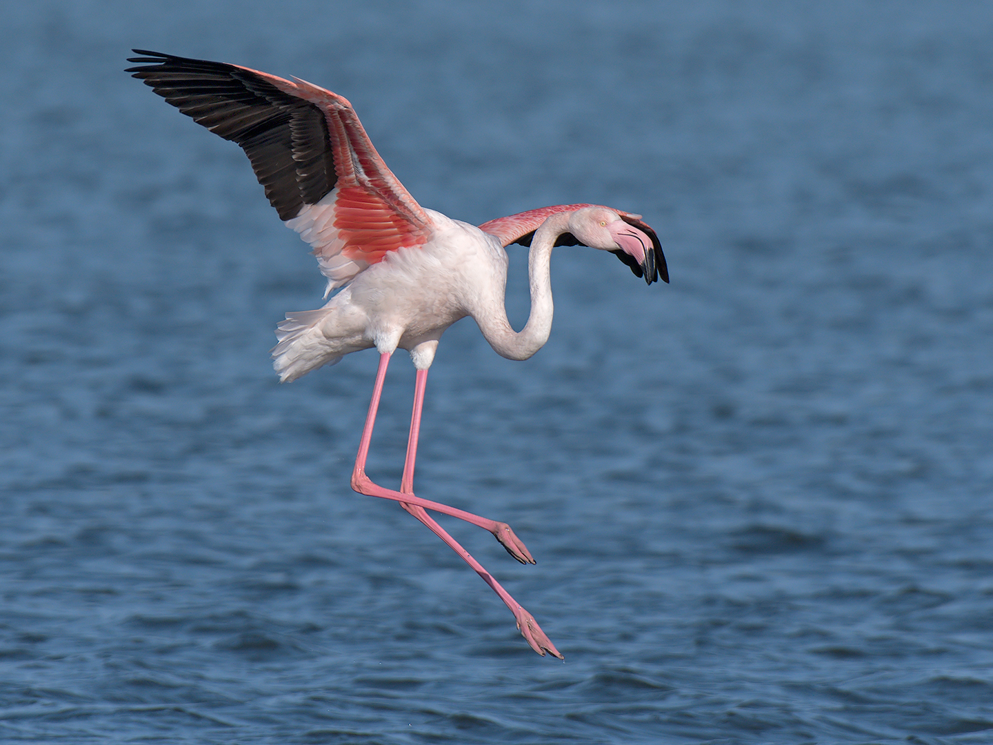 Flamingo coming soon...