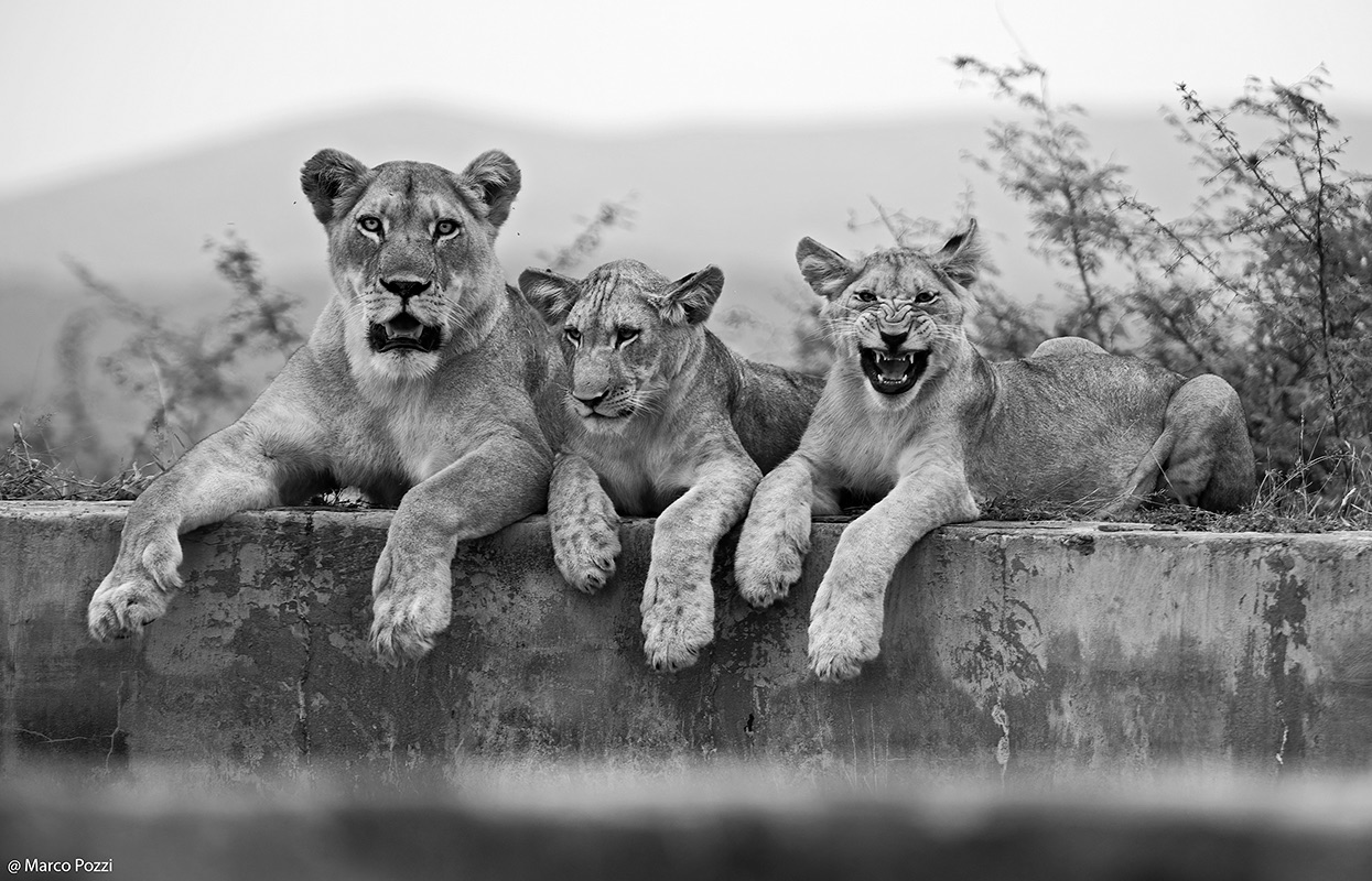 Lions ...