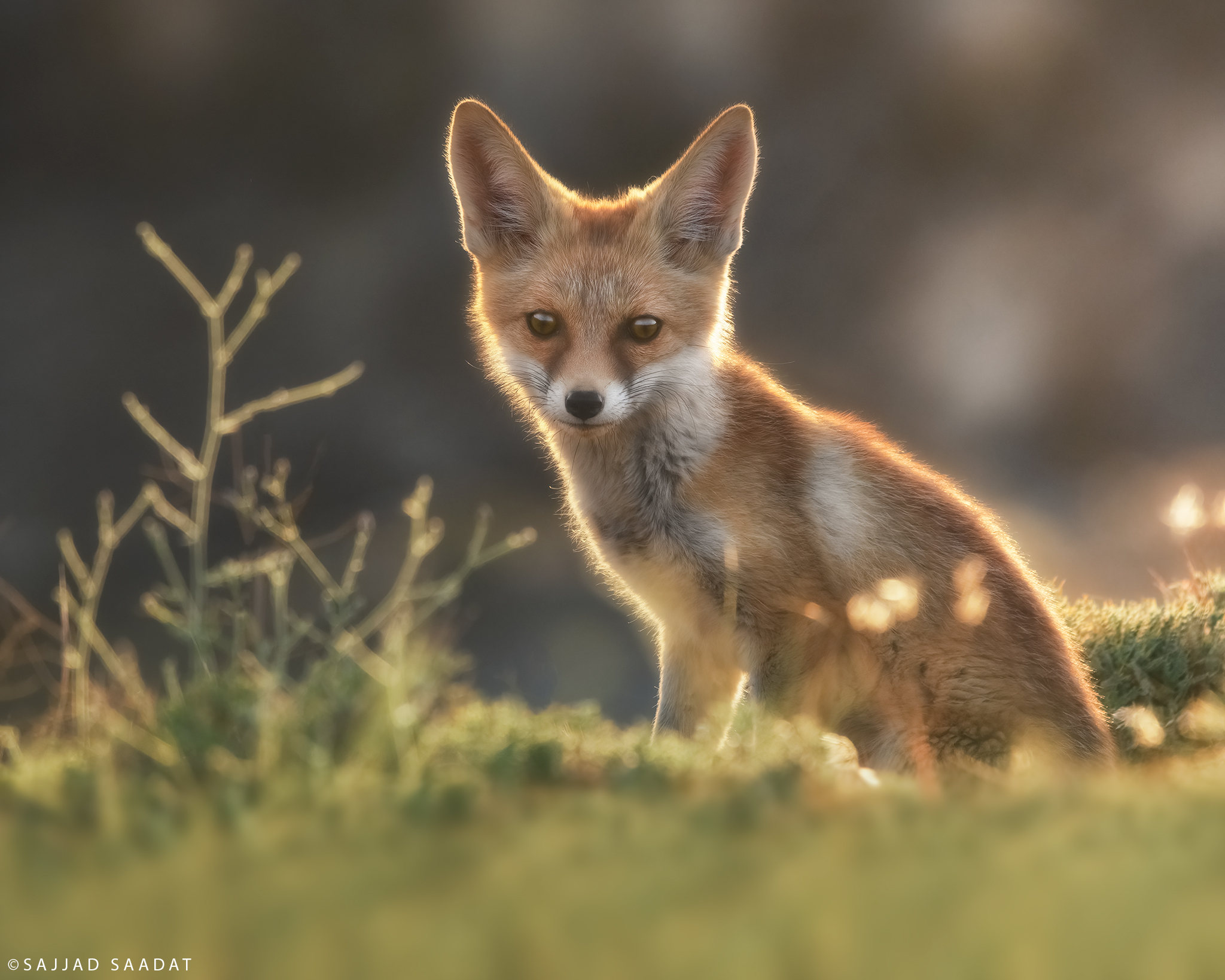 Fox cub...