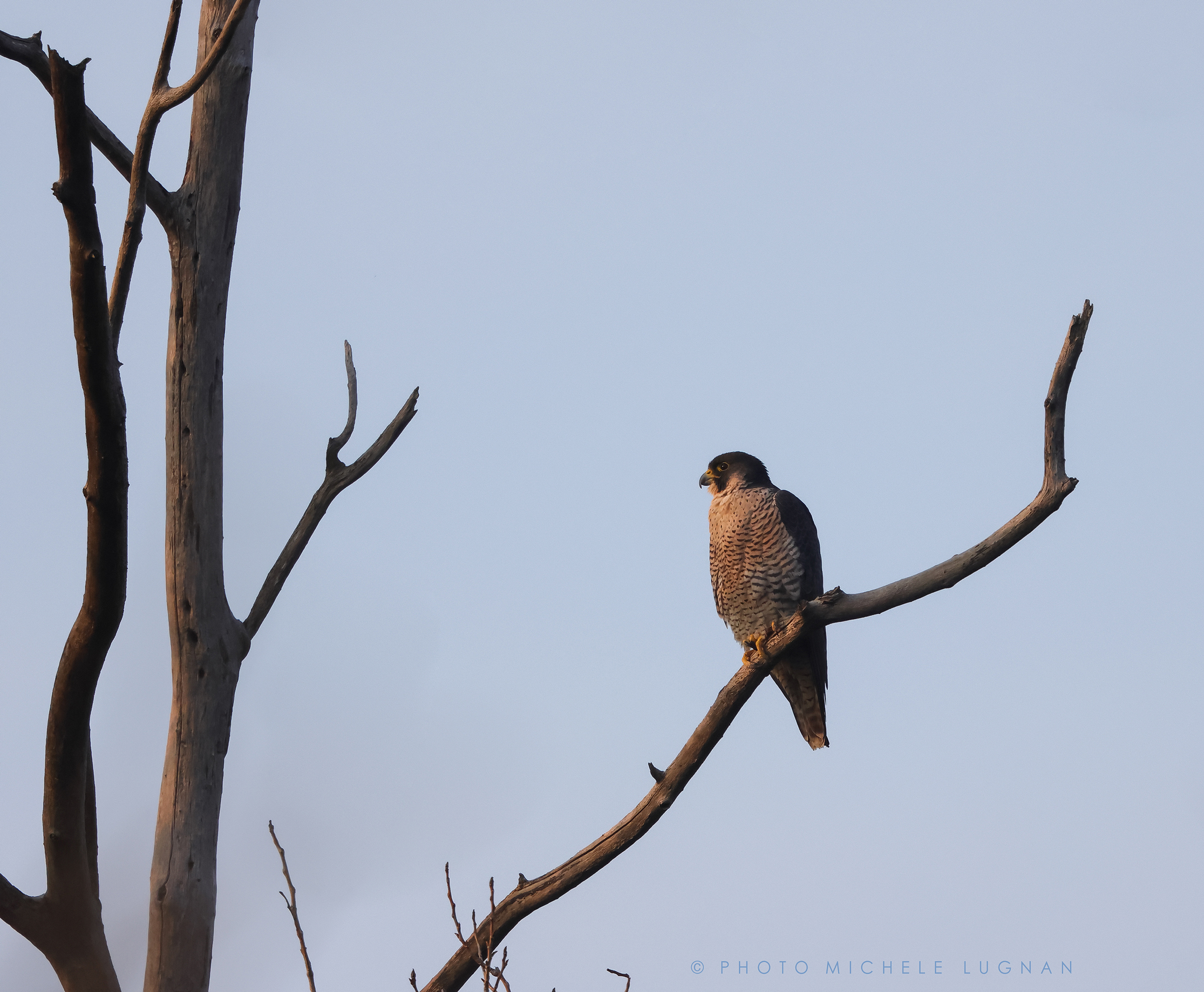 Falco peregrinus (vulg.it. peregrine falcon)...