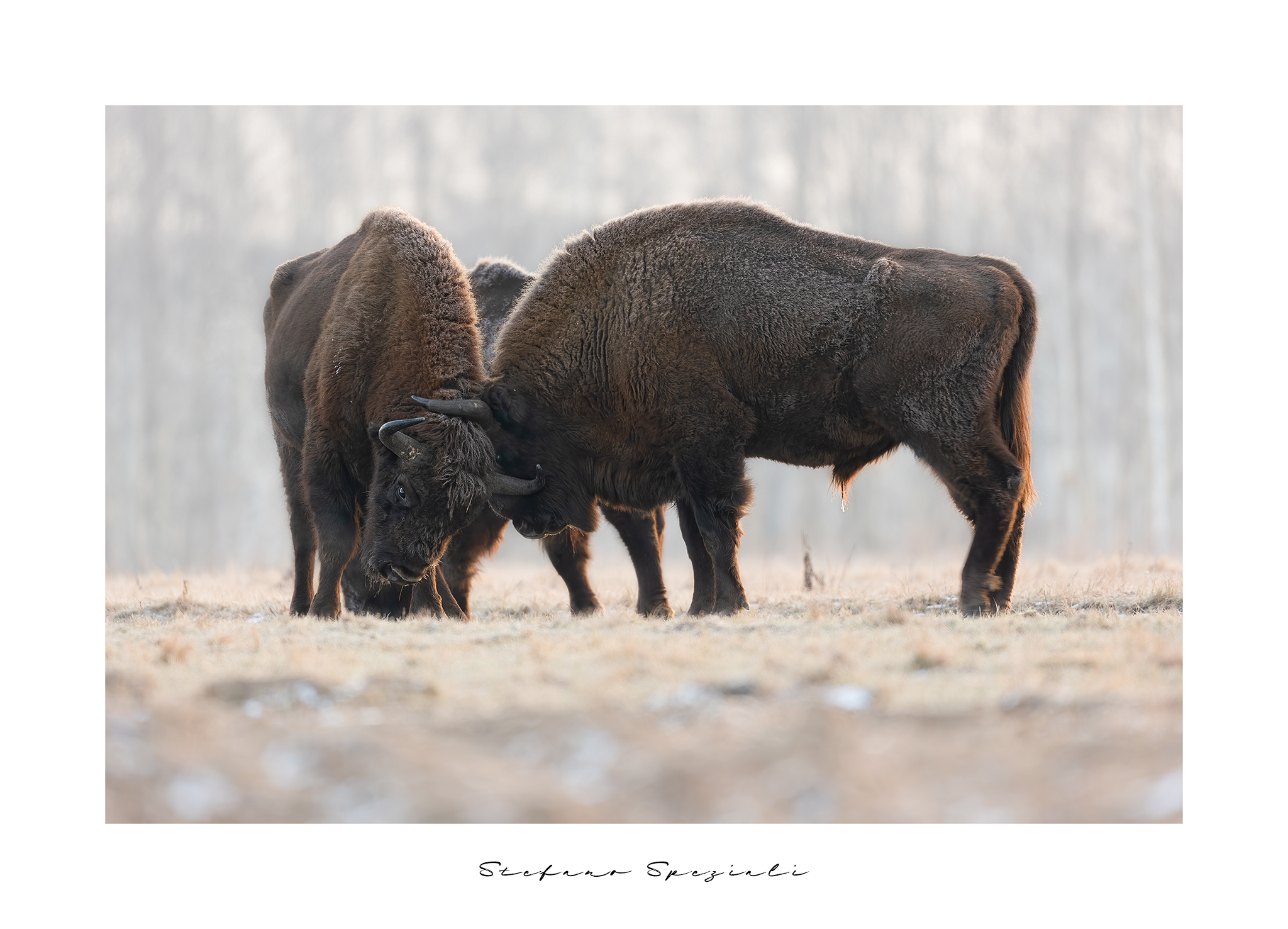 European bison - Bison bonasus...