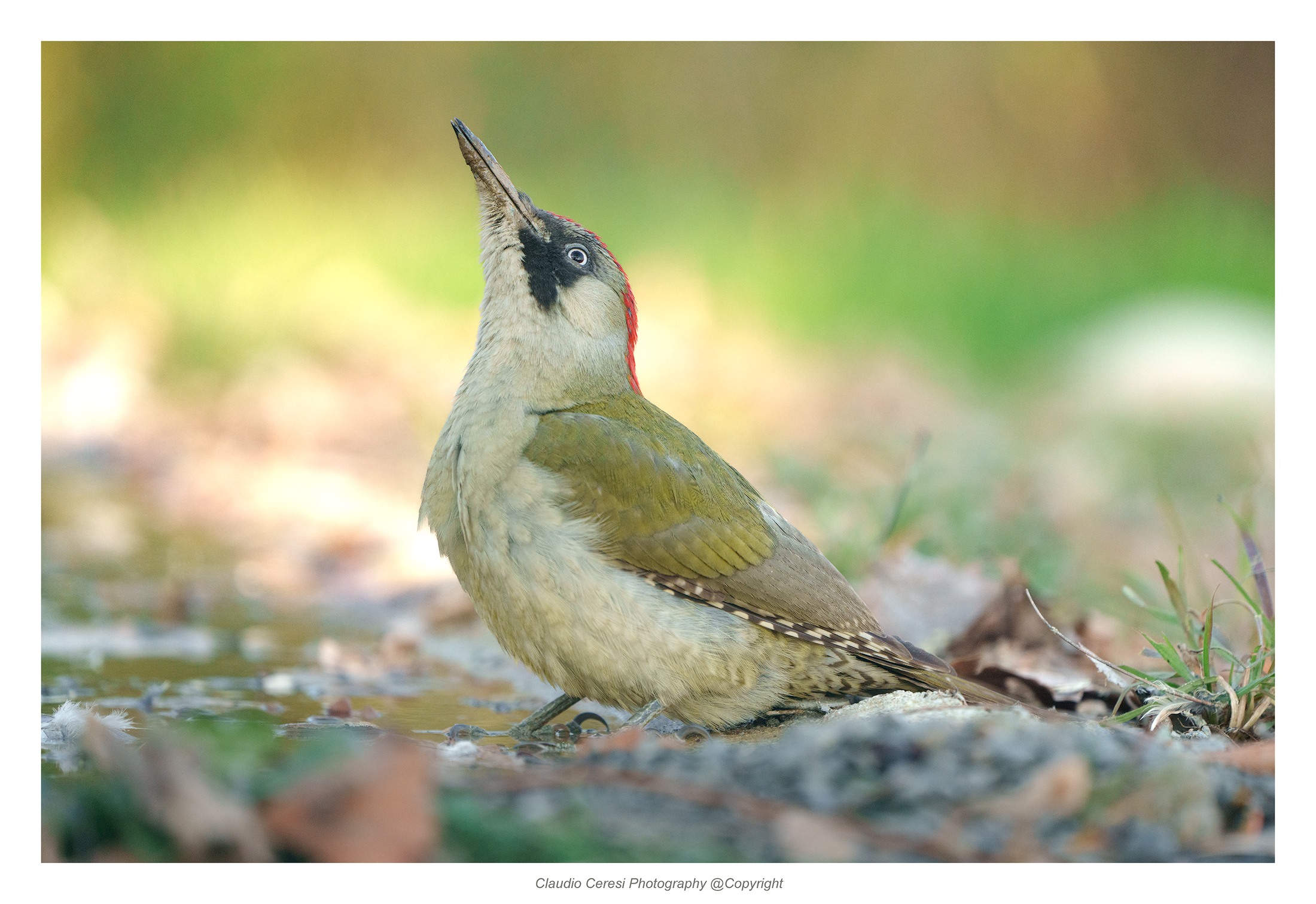female green woodpecker ...