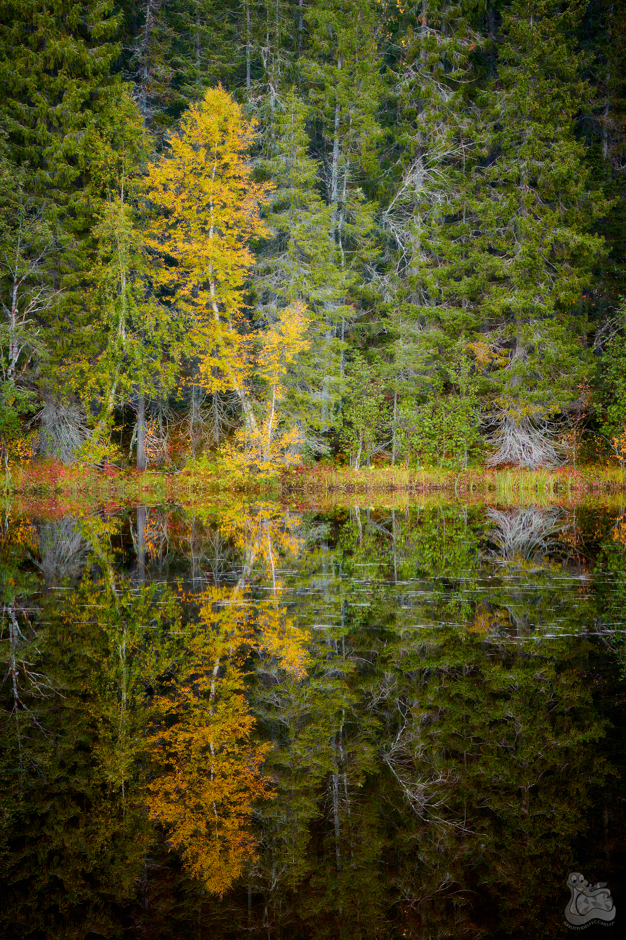 Autumn reflections II...
