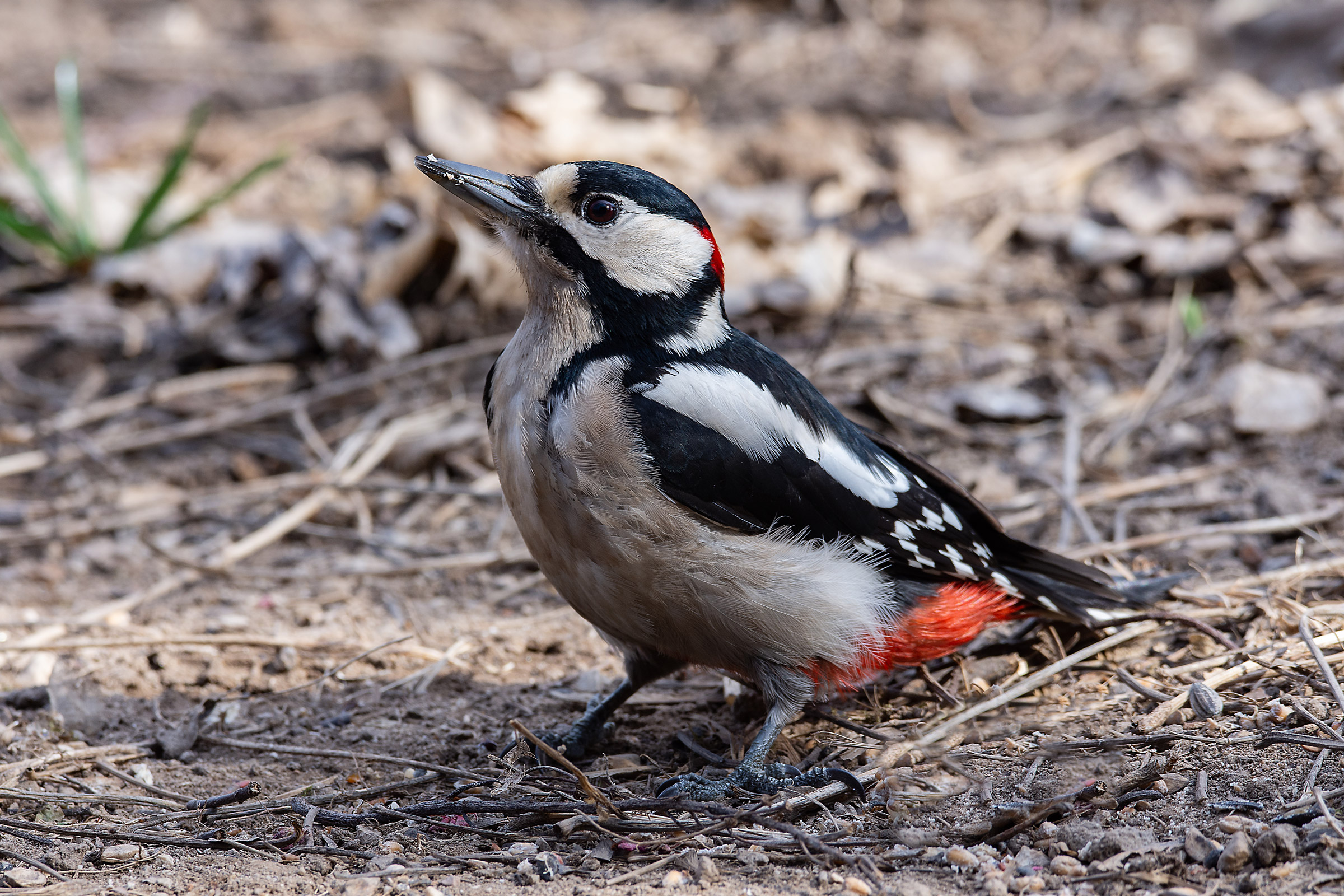 A free-range woodpecker...