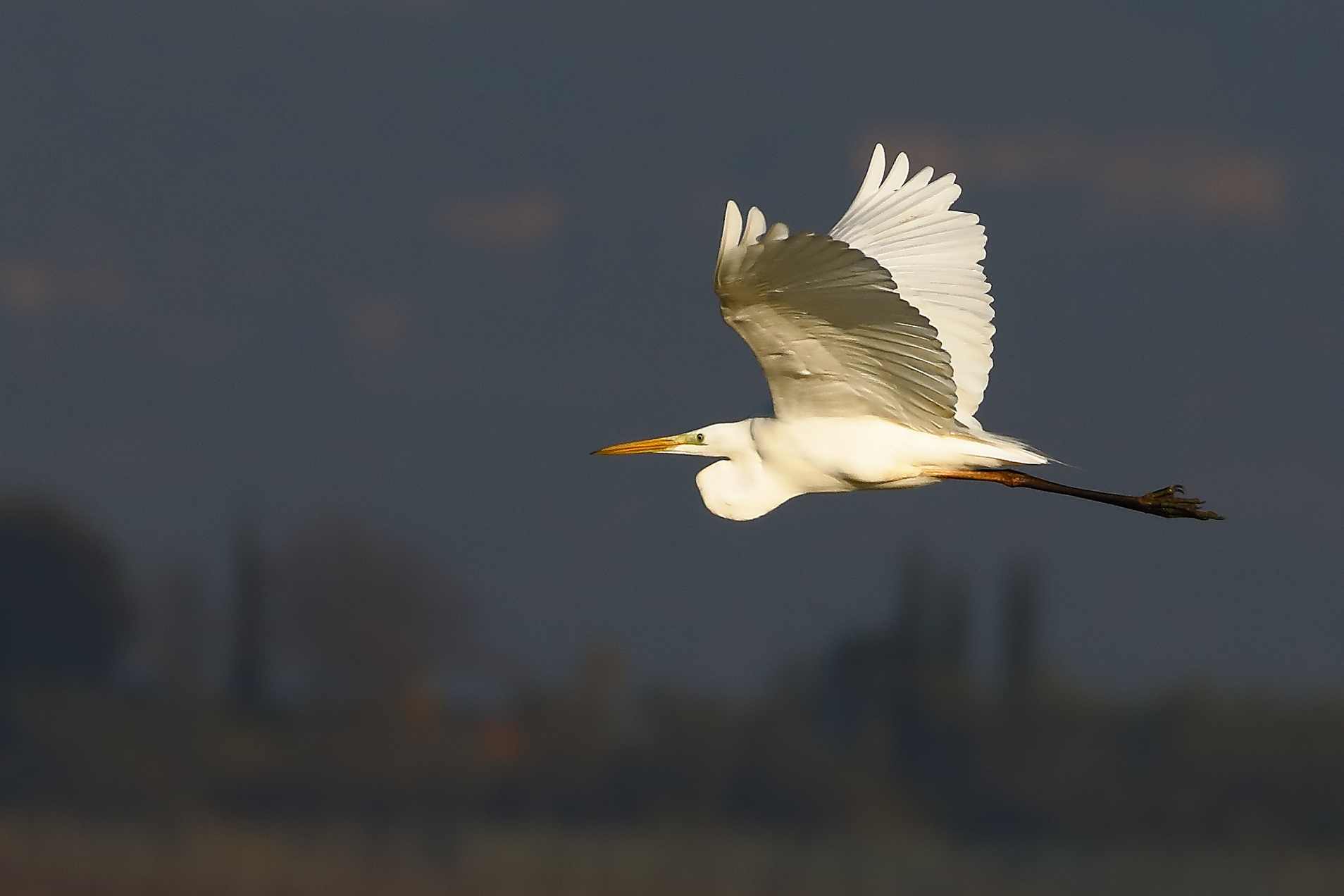 The elegant flight of the White Heron....