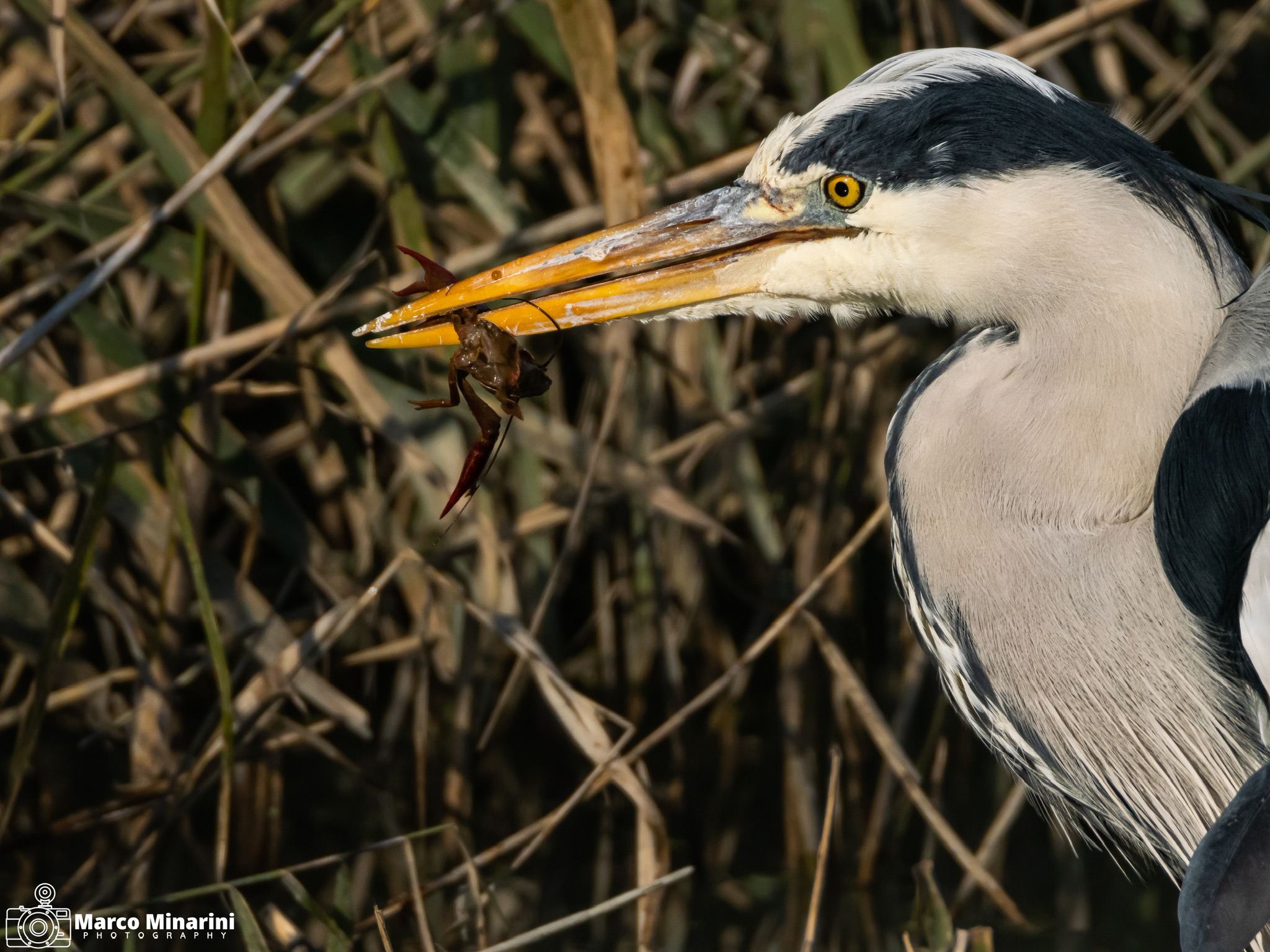 The meal of the heron...
