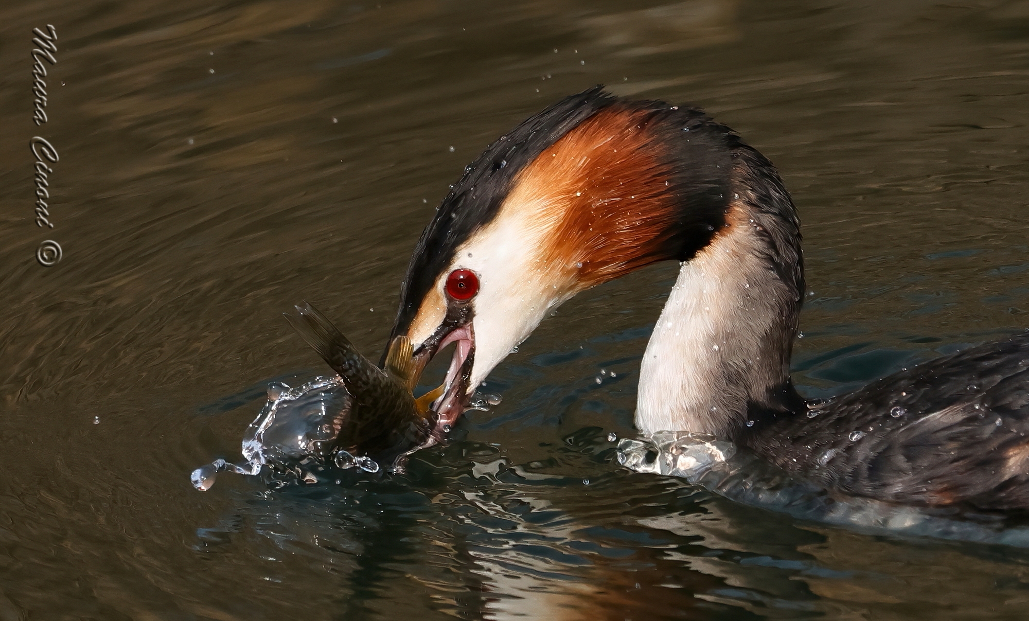 Great Grebe with Sunfish...