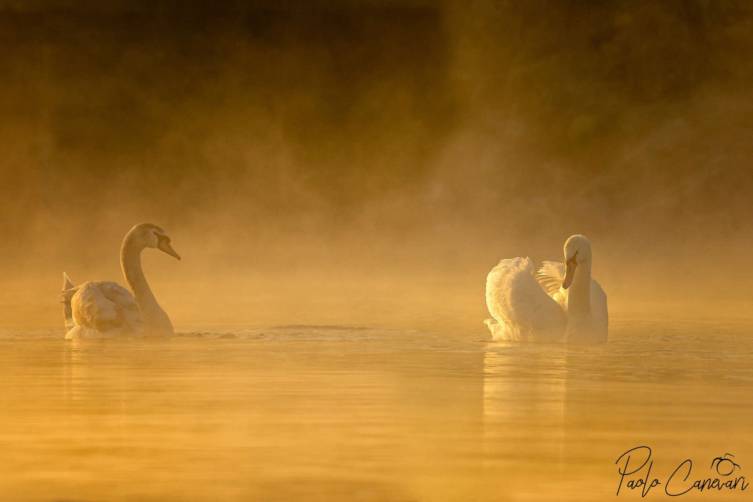 Swans on Ticino...