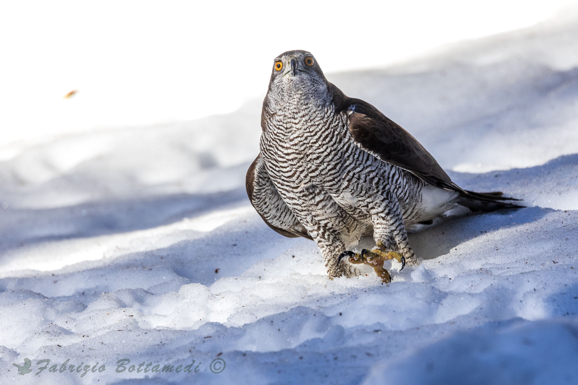 The claws of the goshawk...