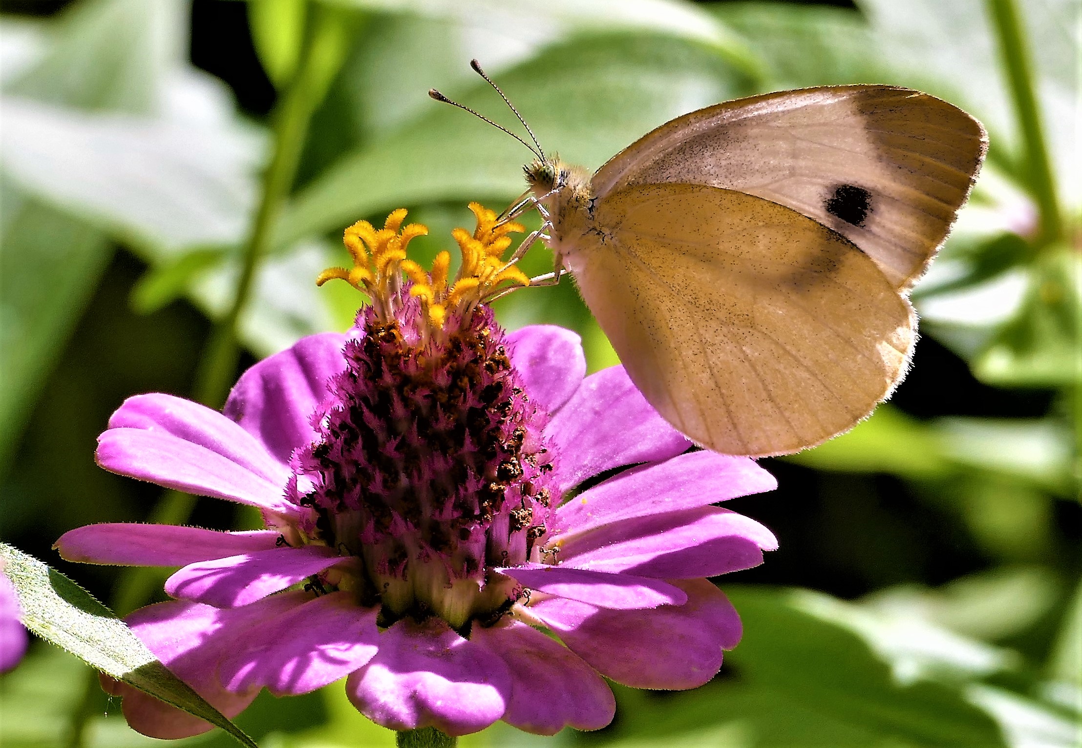 Butterfly on zinnia....