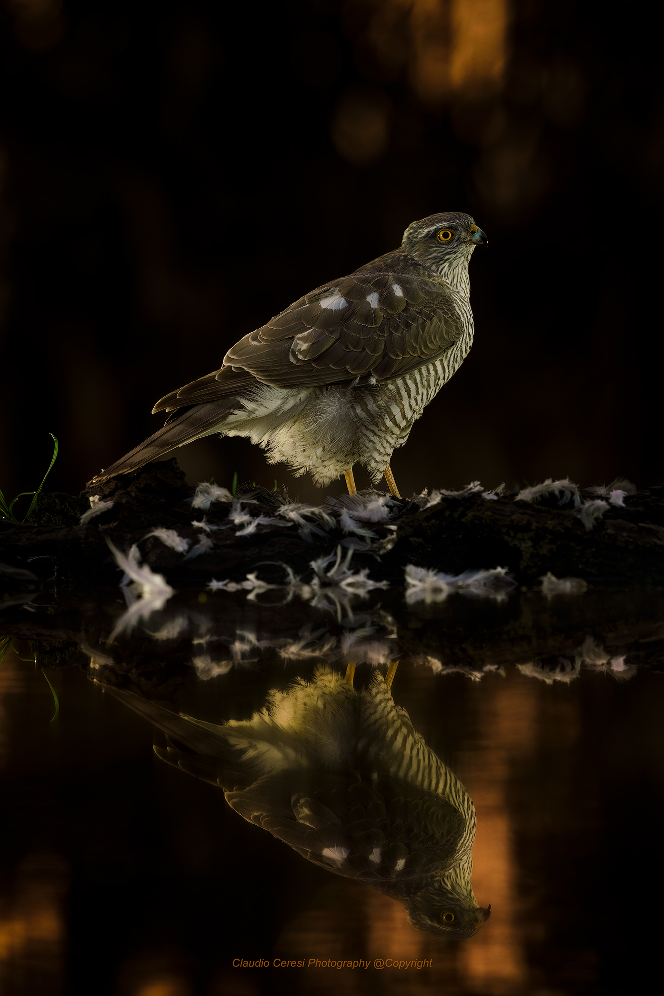 Reflected Sparrowhawk ...