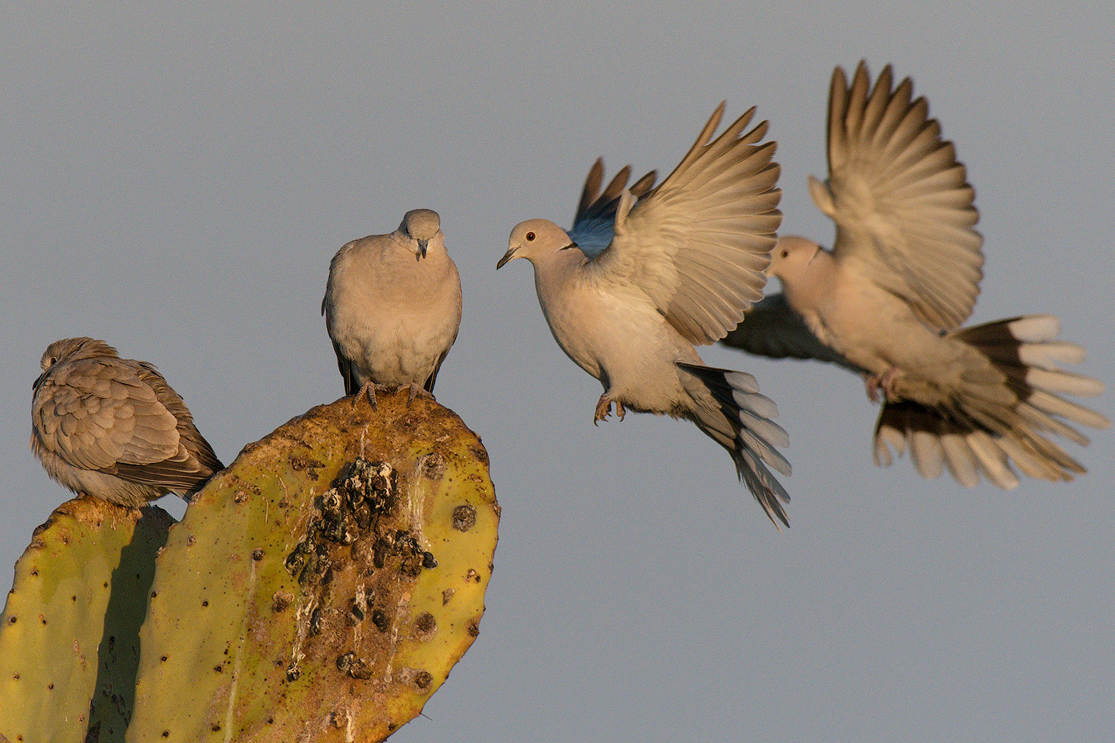 Collared dove coming to Prickly Pear...