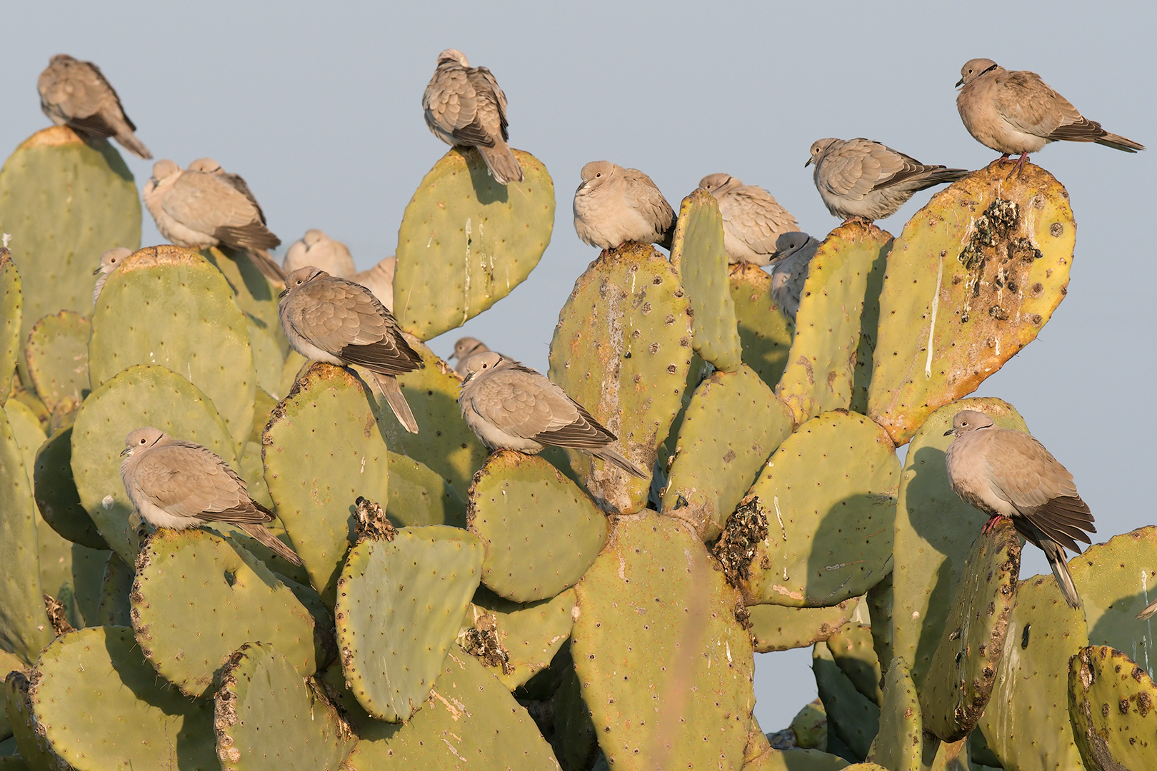 Collared dove waiting on Prickly Pear...