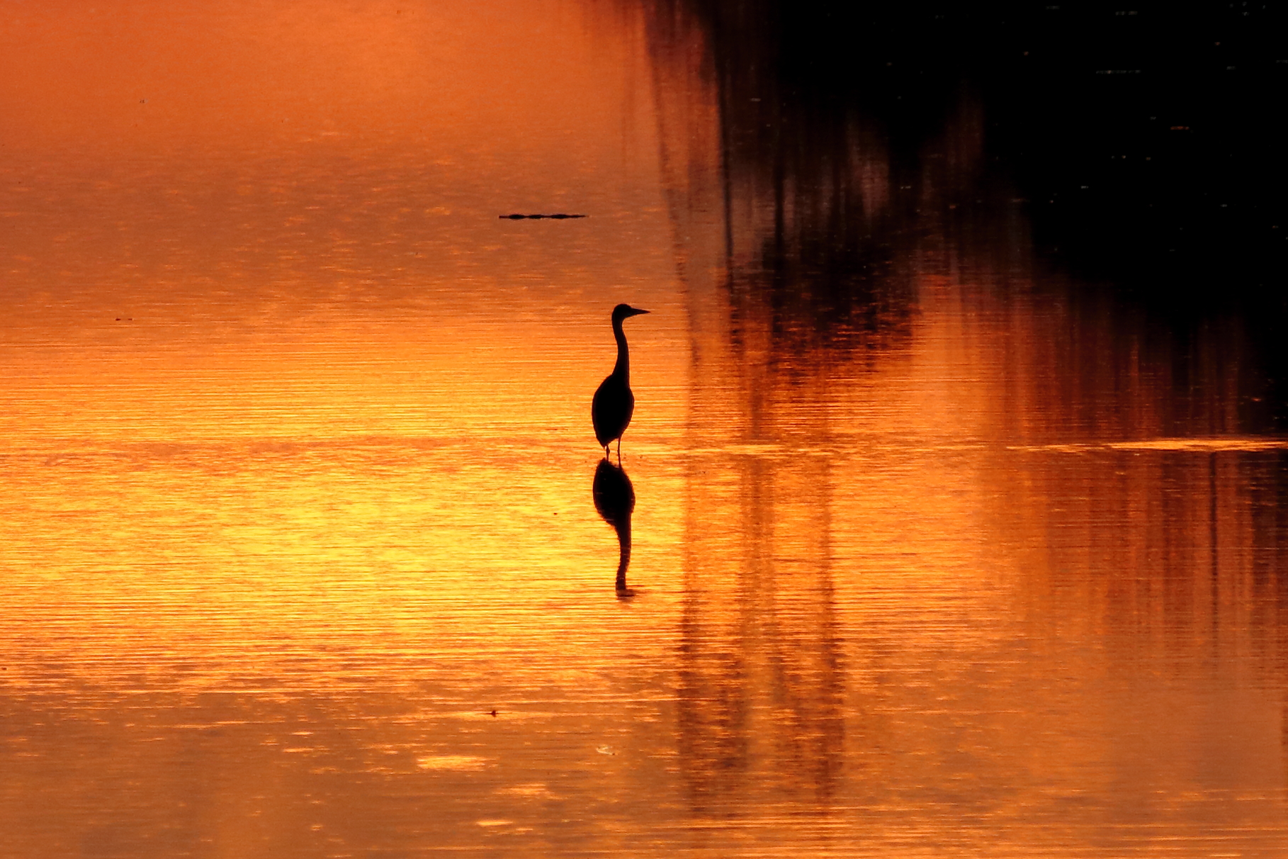 Heron at sunset...