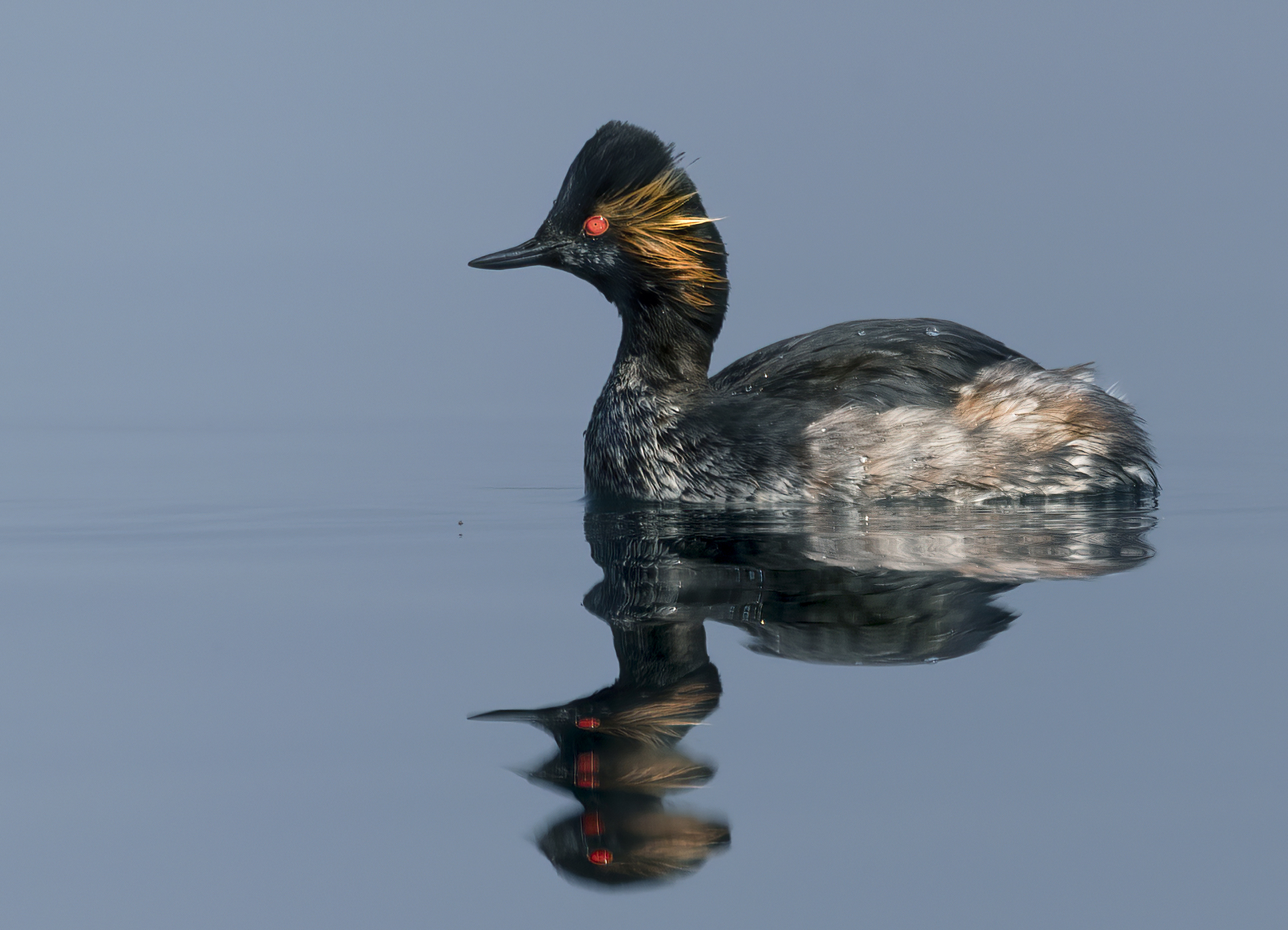 Red eyes on planet earth, small grebe...