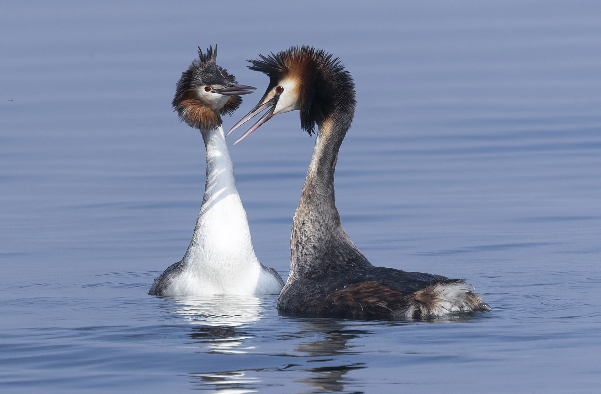 Courtship grebes...